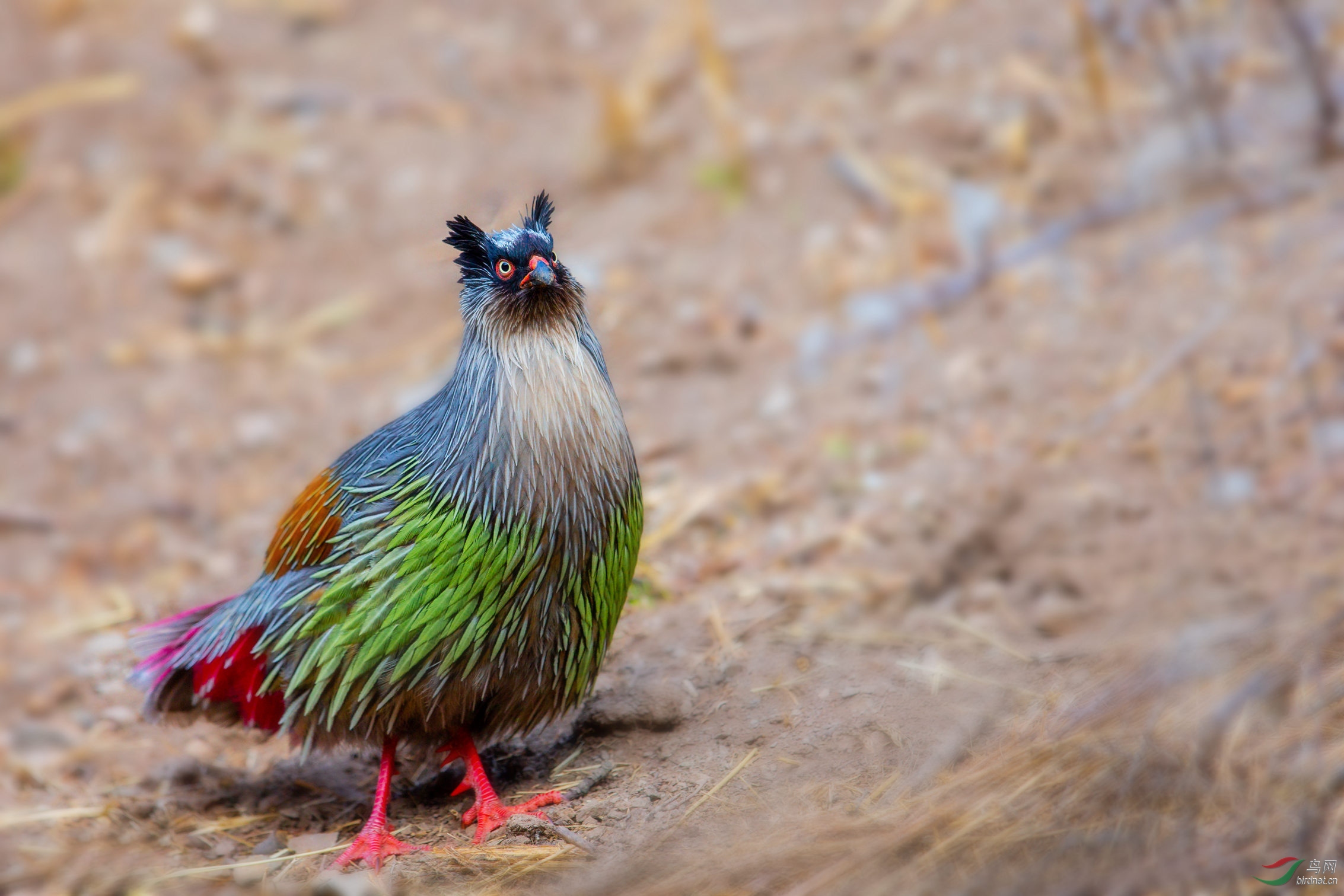 甘南血雉贺获鸟类精华