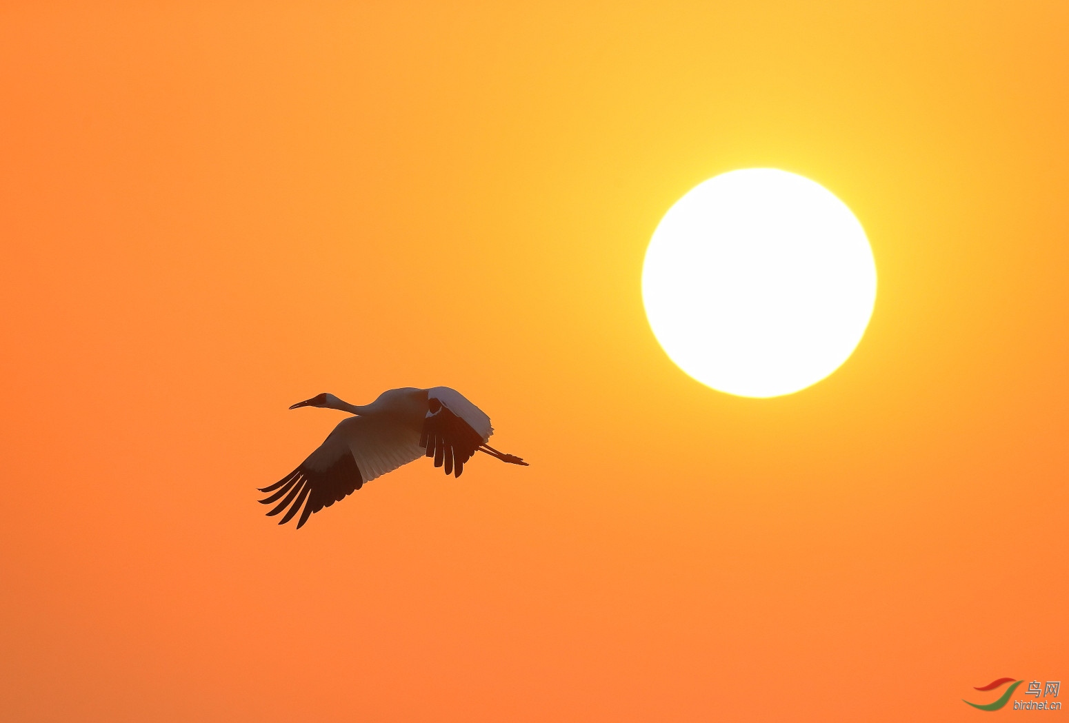 仙鹤飞向太阳的图片图片