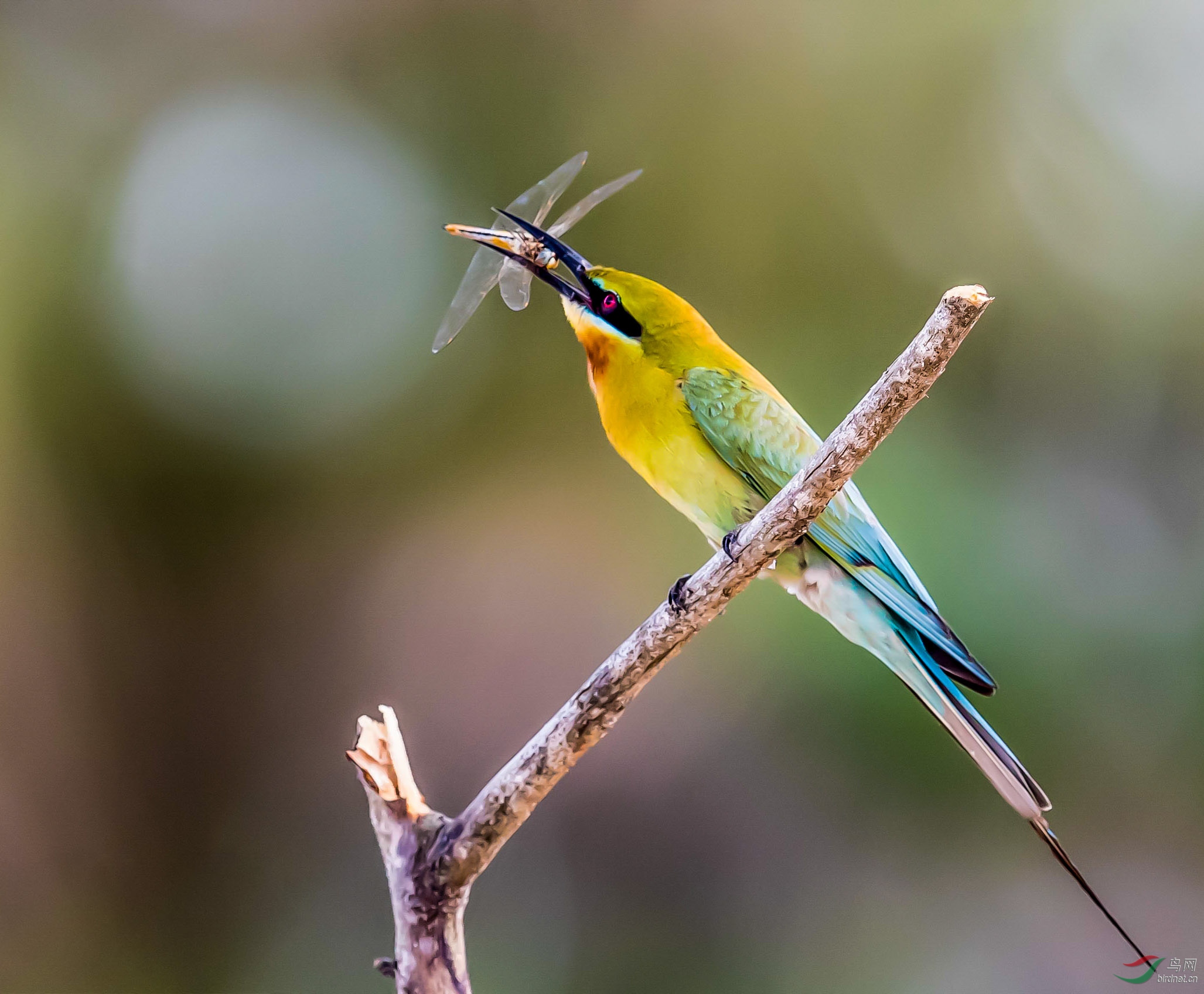 粟喉蜂虎 - 吉林版 jilin 鸟网