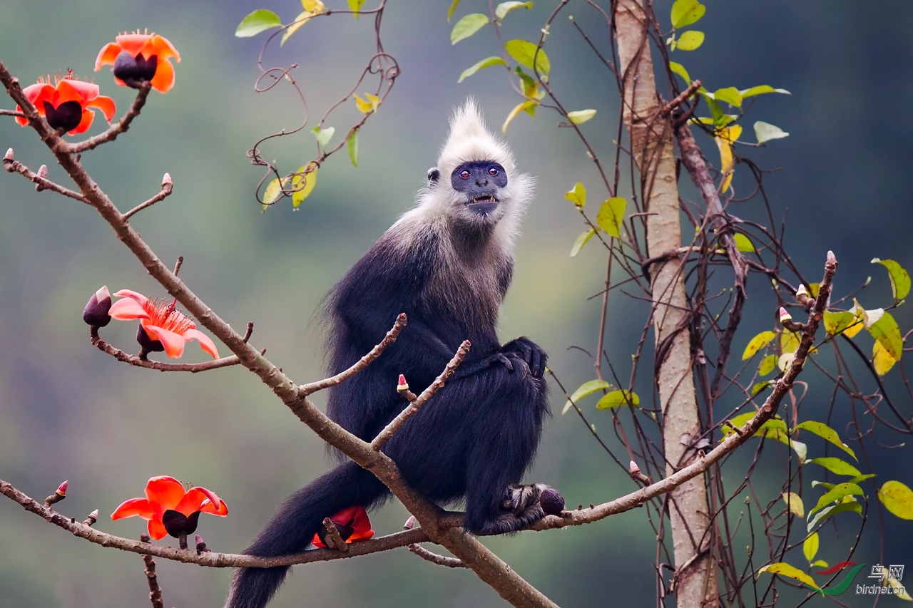 白头叶猴(祝贺荣获首页动物精华!