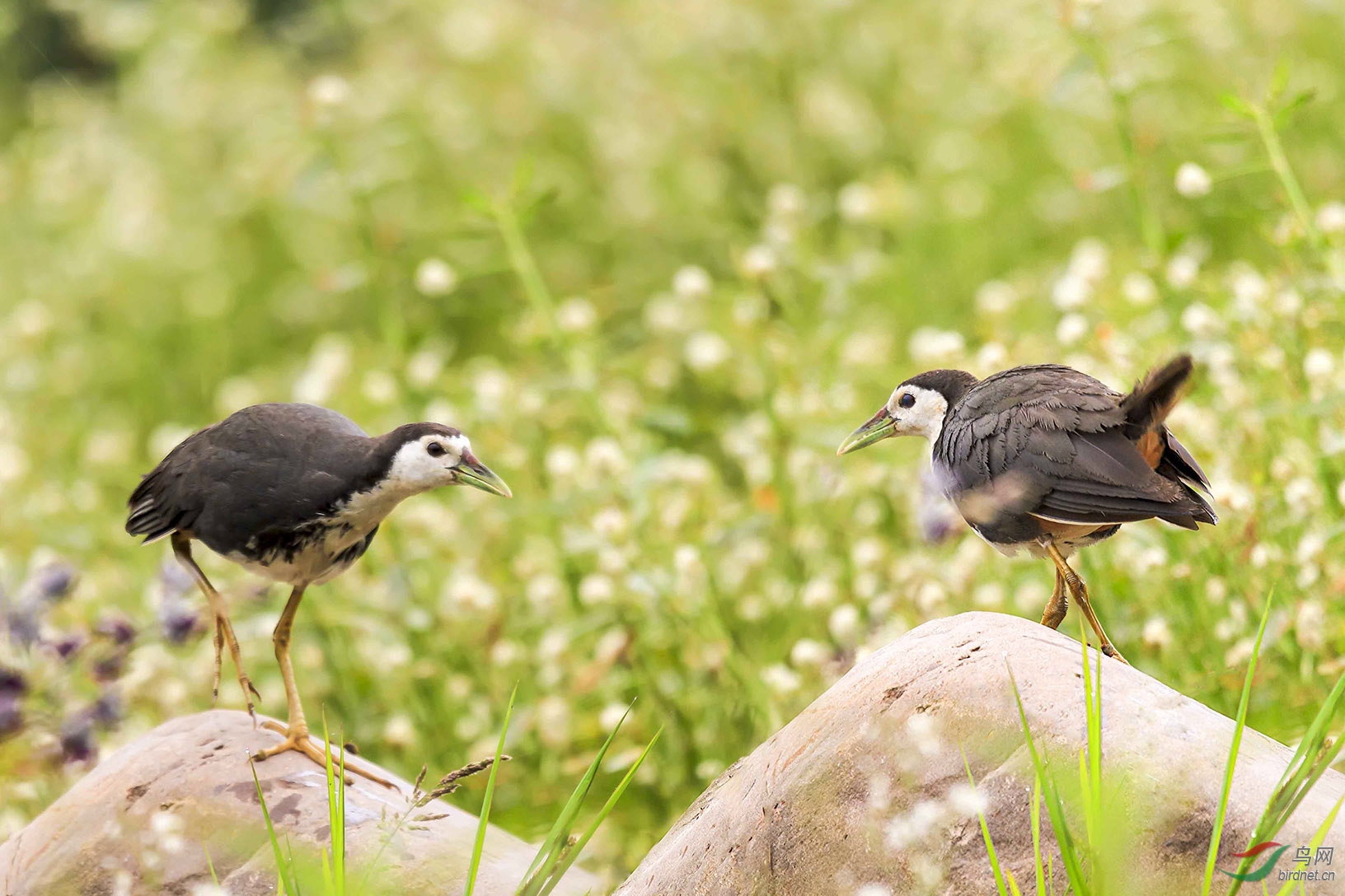 白胸苦惡鳥