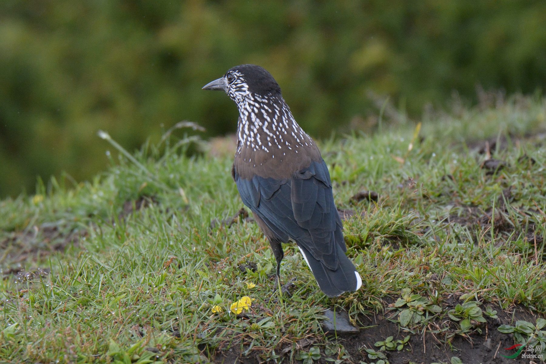 星鸦- 辽宁版 liaoning 鸟网