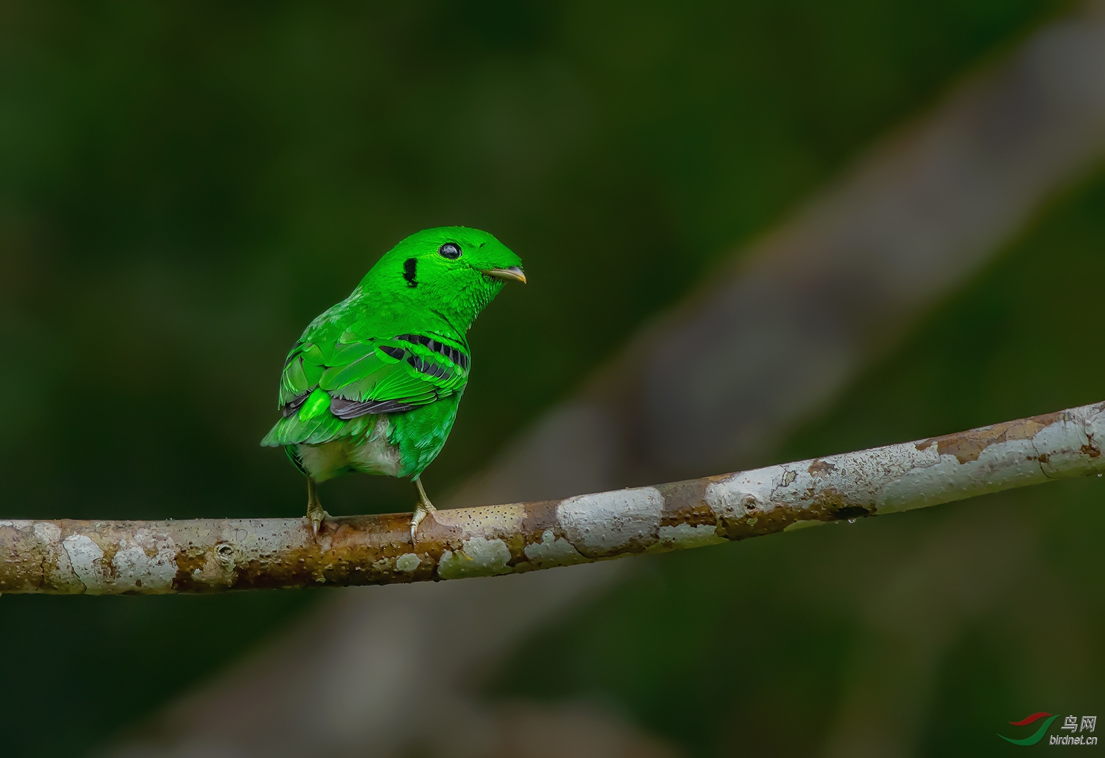 回眸绿阔嘴鸟荣获首页精华