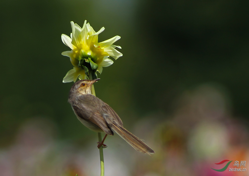 头顶花伞的小鹪莺