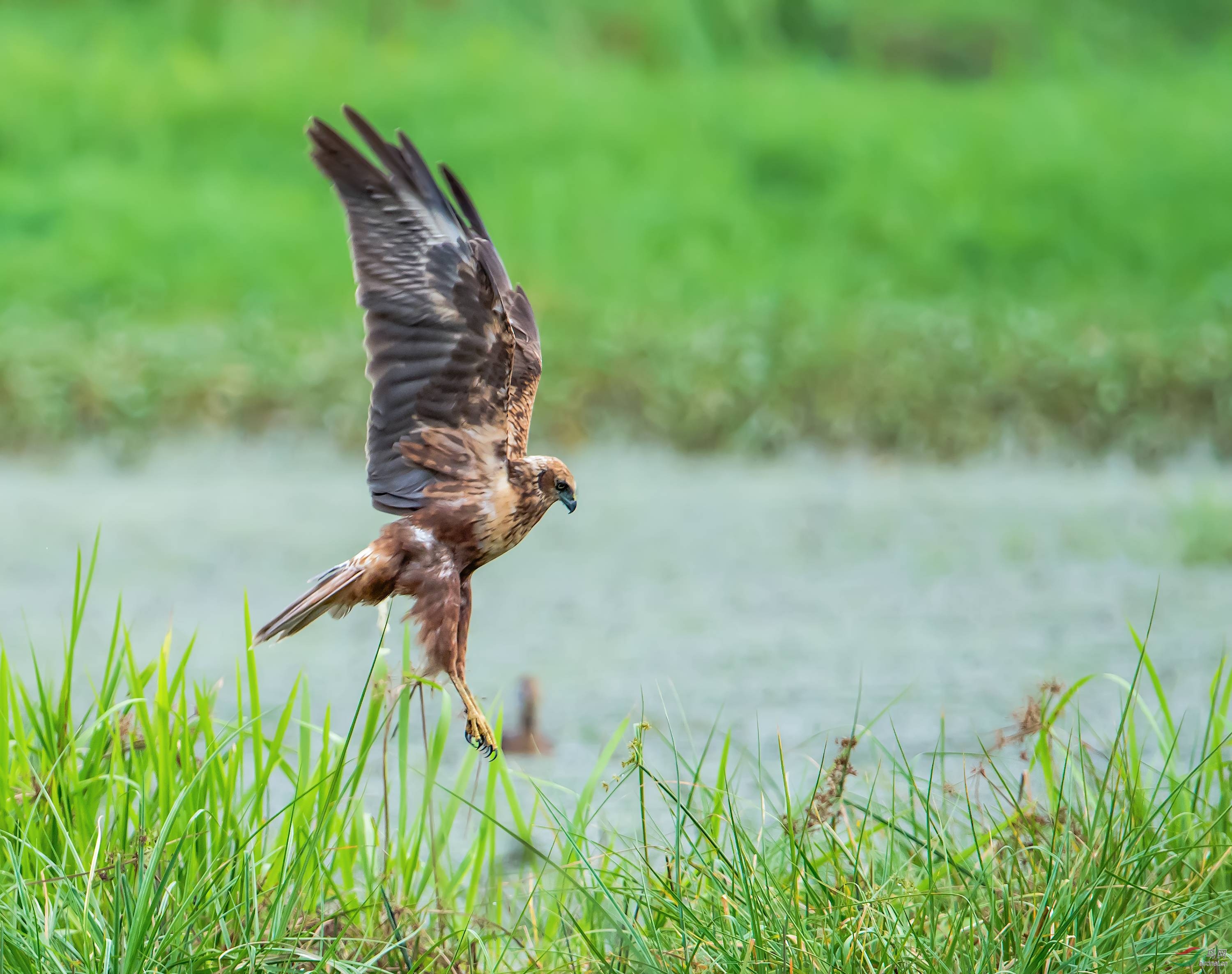 白腹鹞 - 广西版 guangxi 鸟网