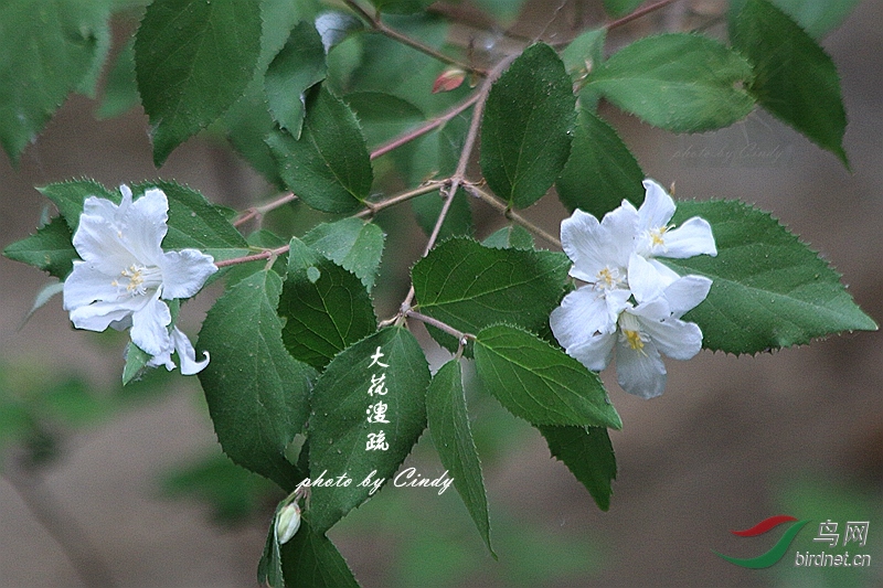 花卉小品--大花溲疏