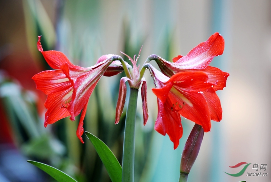 并蹄莲 - 植物花卉版鸟网