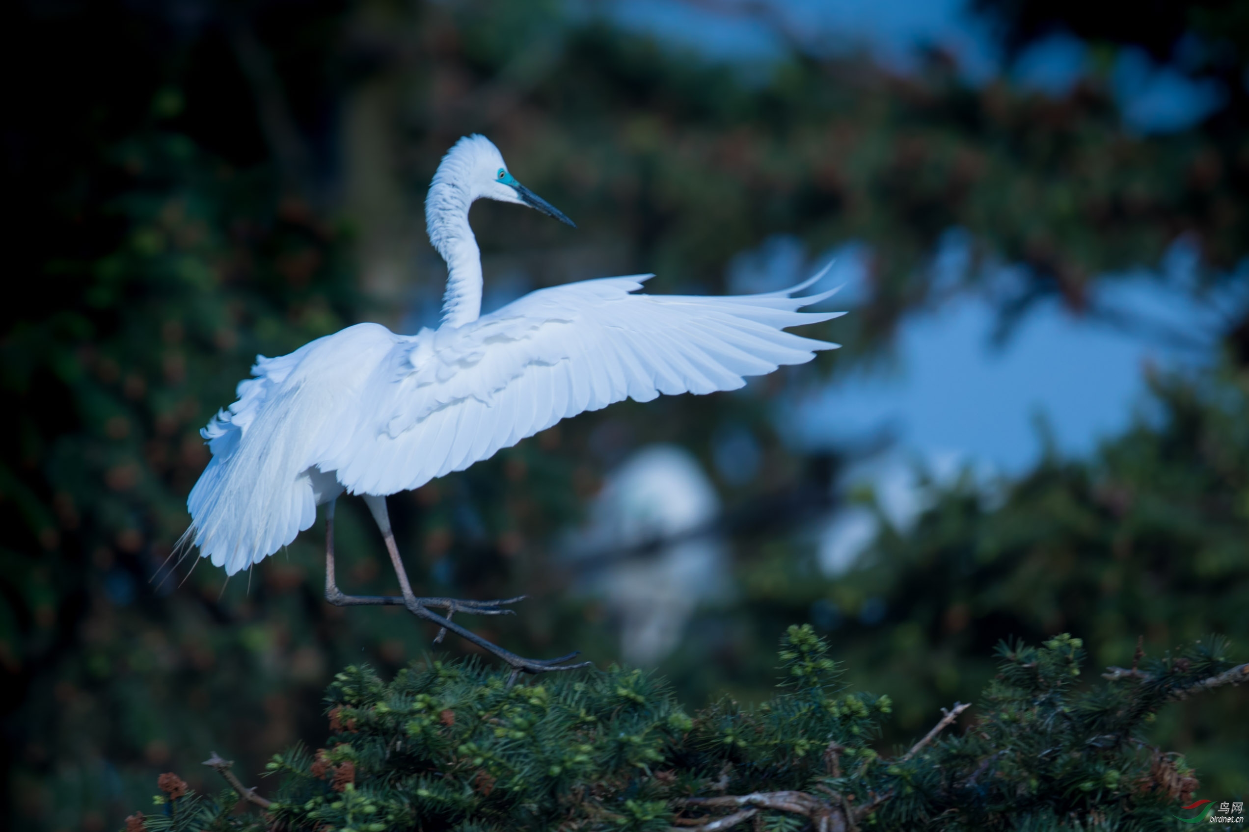 翩翩惊鸿 - 湖北版 hubei 鸟网