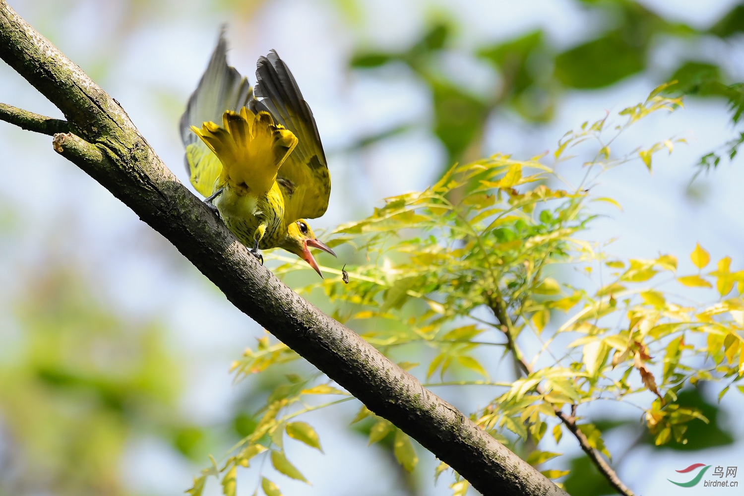 黄鹂捉虫