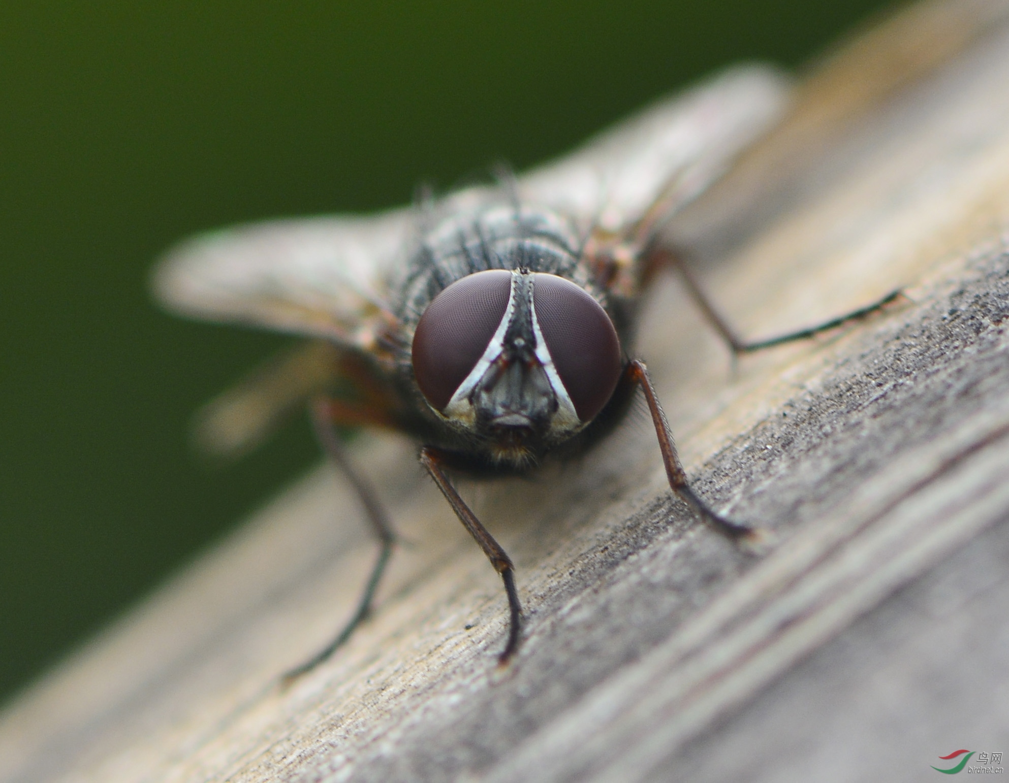 论坛 69 主题区 69 昆虫与微距 69 蝇