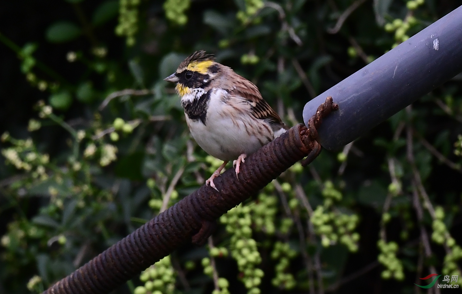 DSC_0283n.jpg