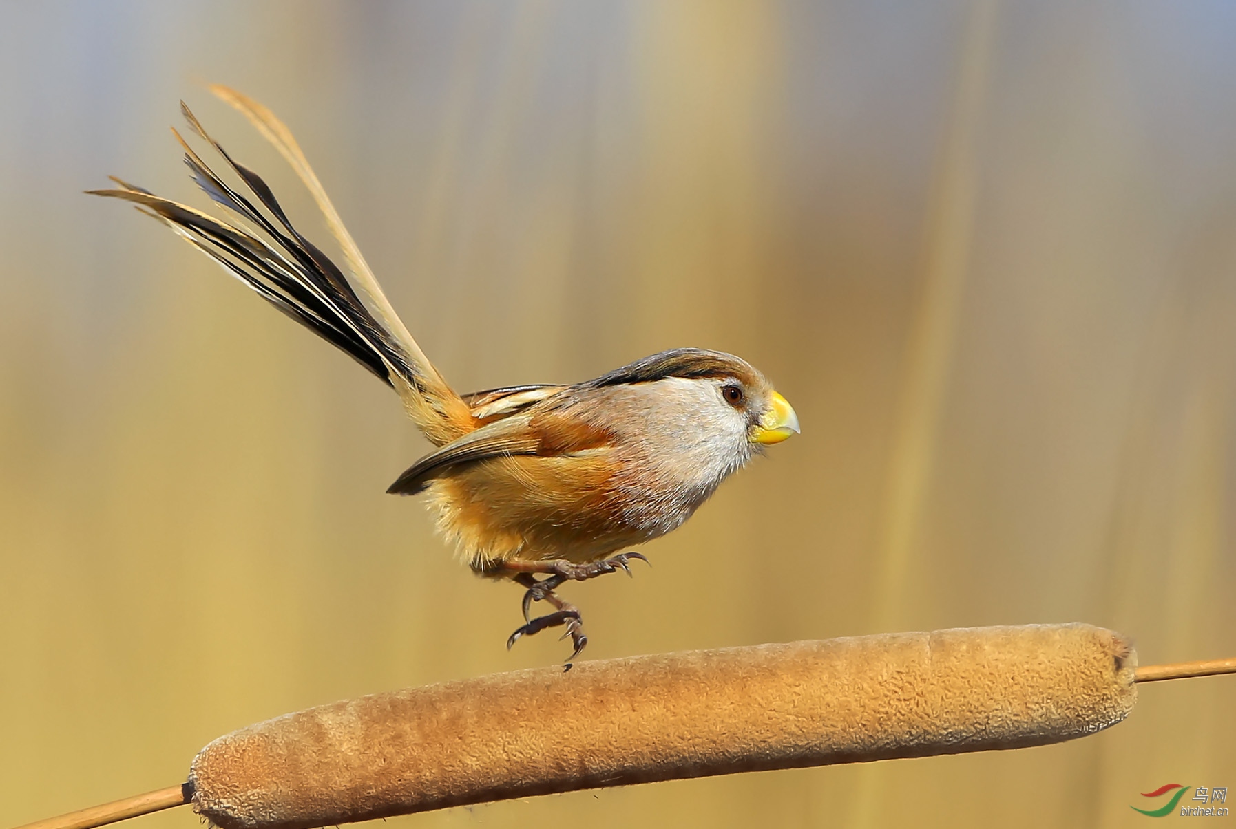 蒲棒上玩耍的震旦鸦雀