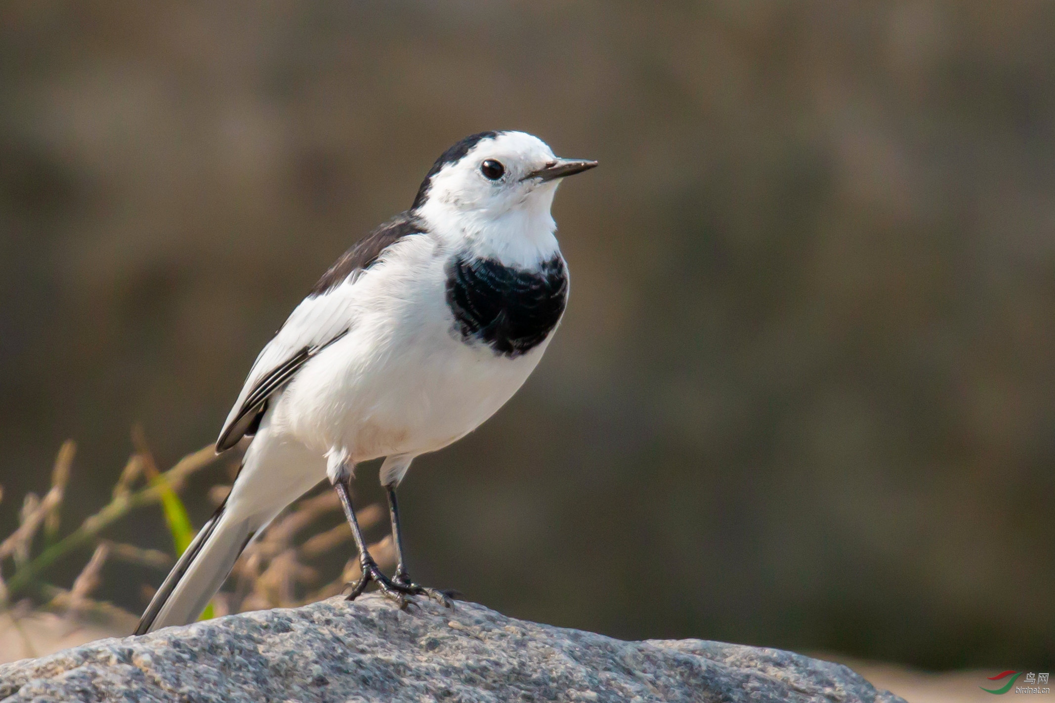 白鹡鸰1.jpg