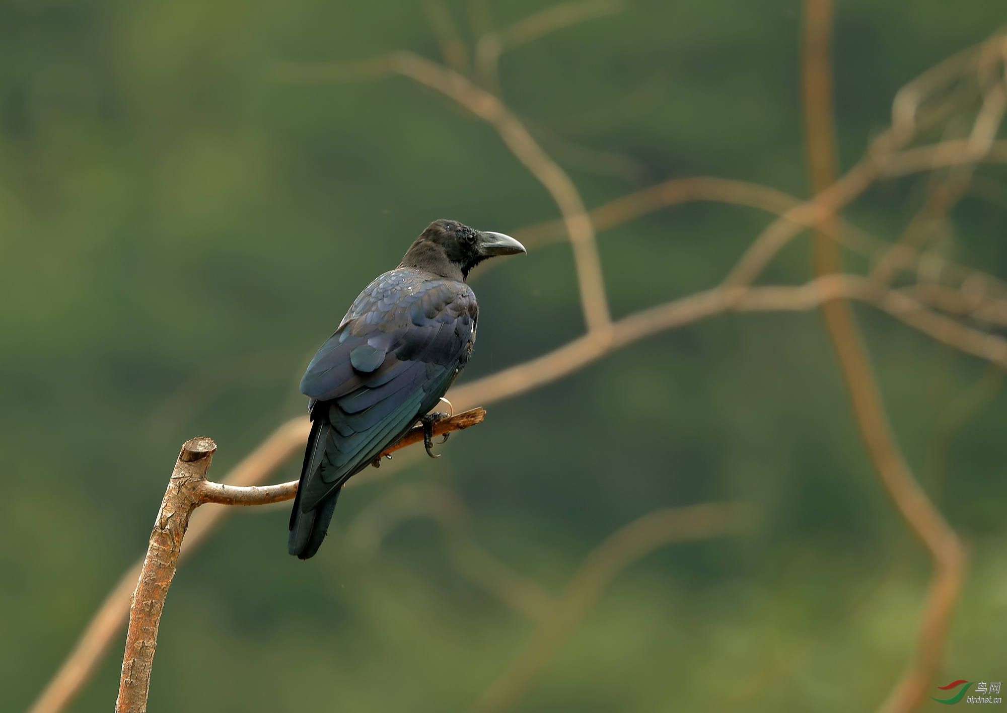 太行山脉的野生鸟太行山鸟015大嘴乌鸦