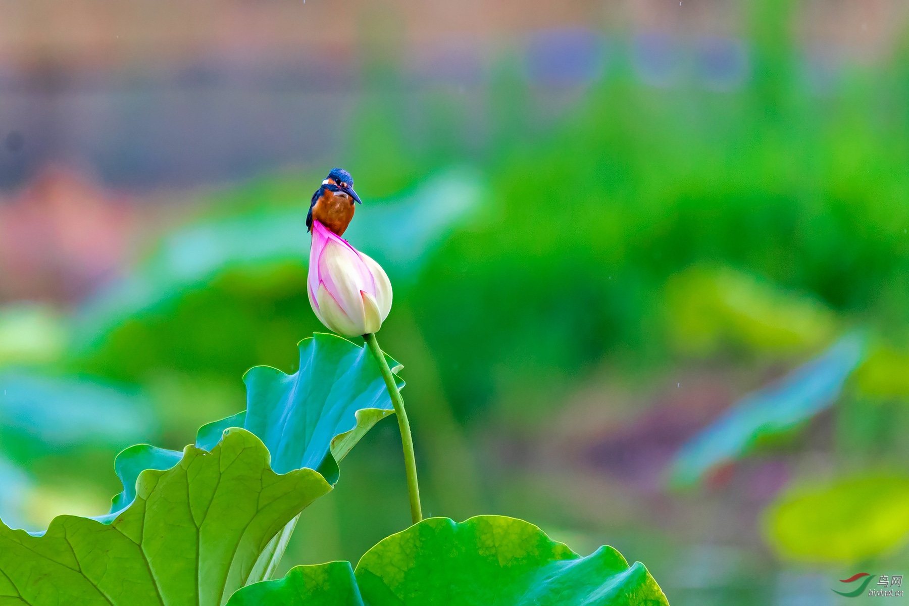 小荷尖尖一翠鸟
