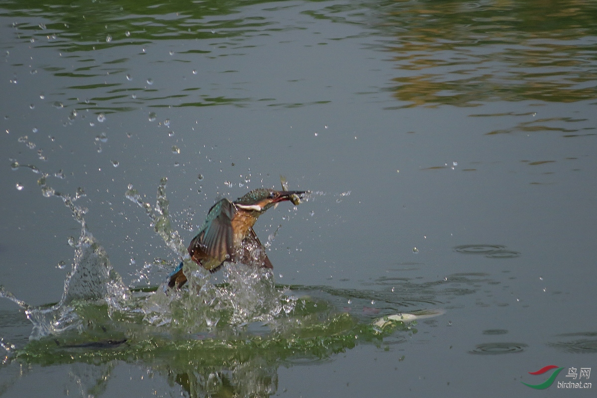 IMG_9867.JPG