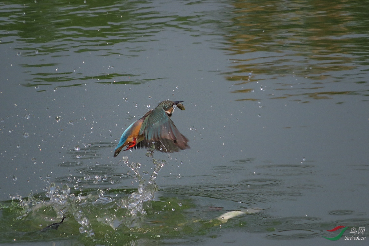 IMG_9868.JPG