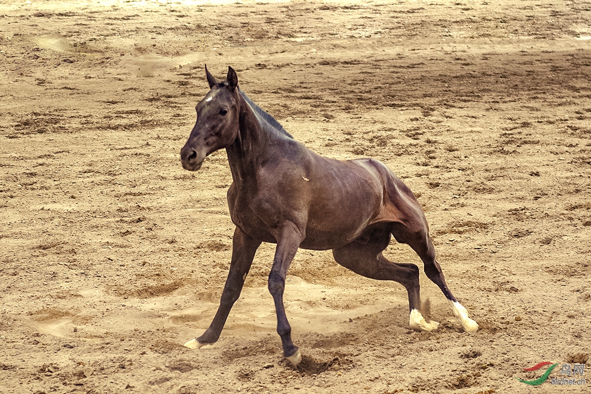 汗血寶馬