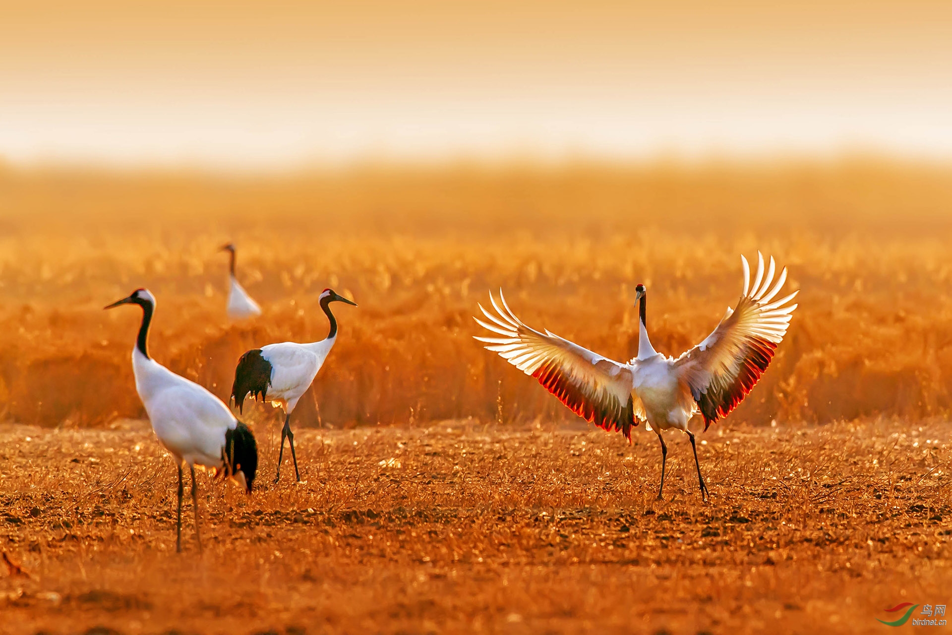 仙鹤妙舞(祝贺老师佳作获首页精华)