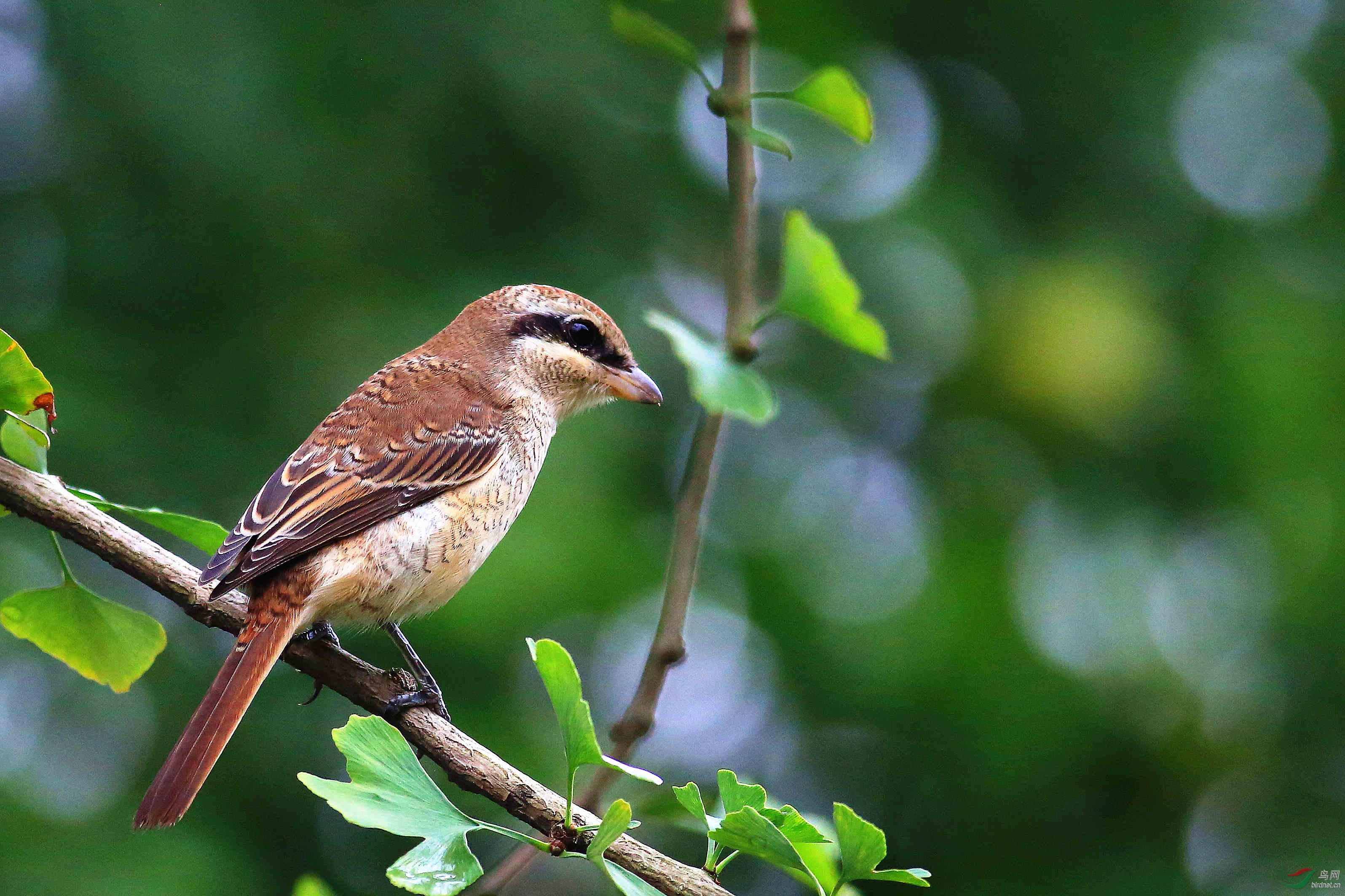 虎纹伯劳 - 海南版 hainan 鸟网