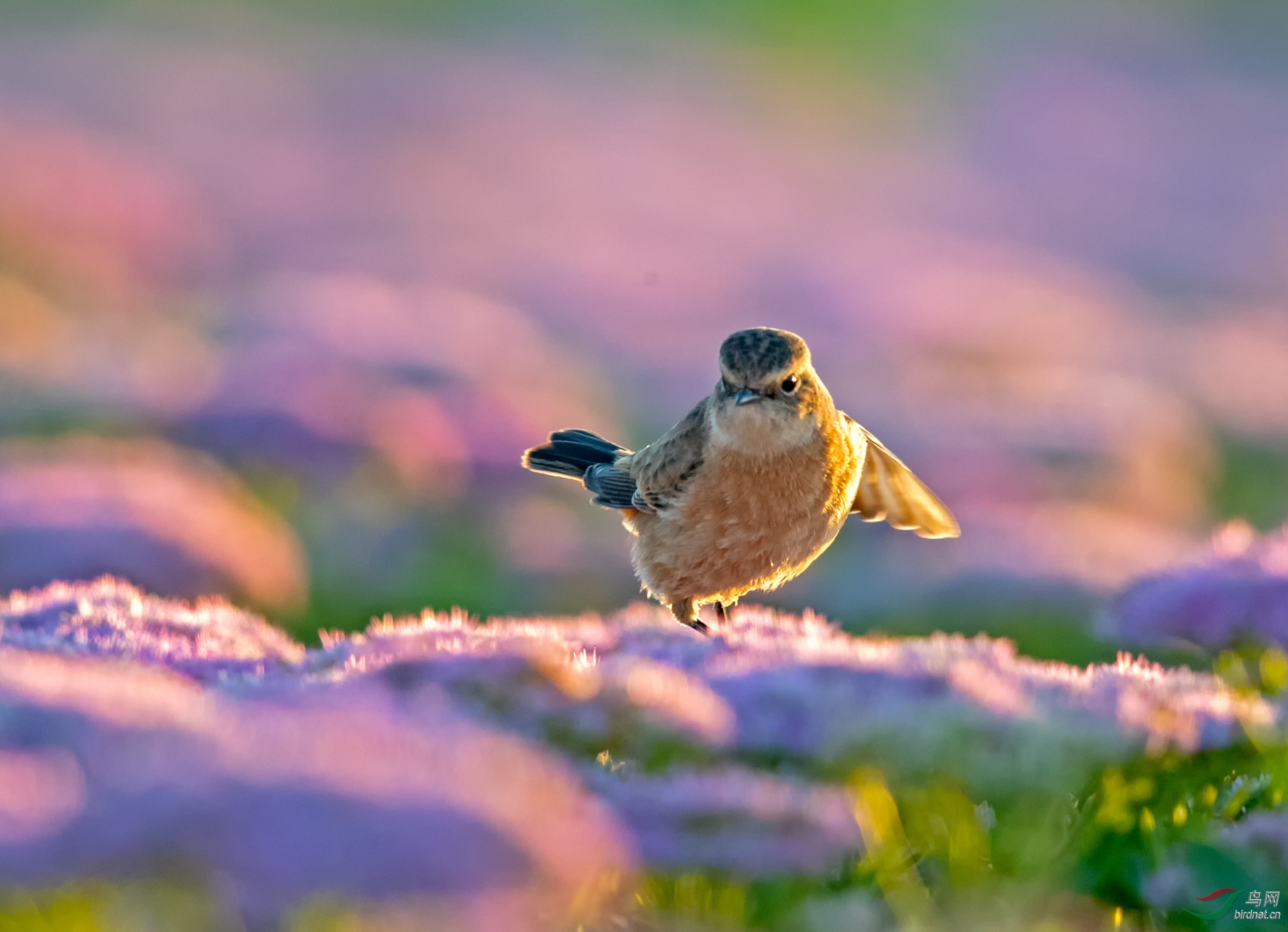 清晨小鸟黑喉石鵖