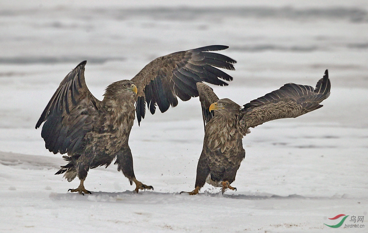 相扑- 云南版 yunnan 鸟网