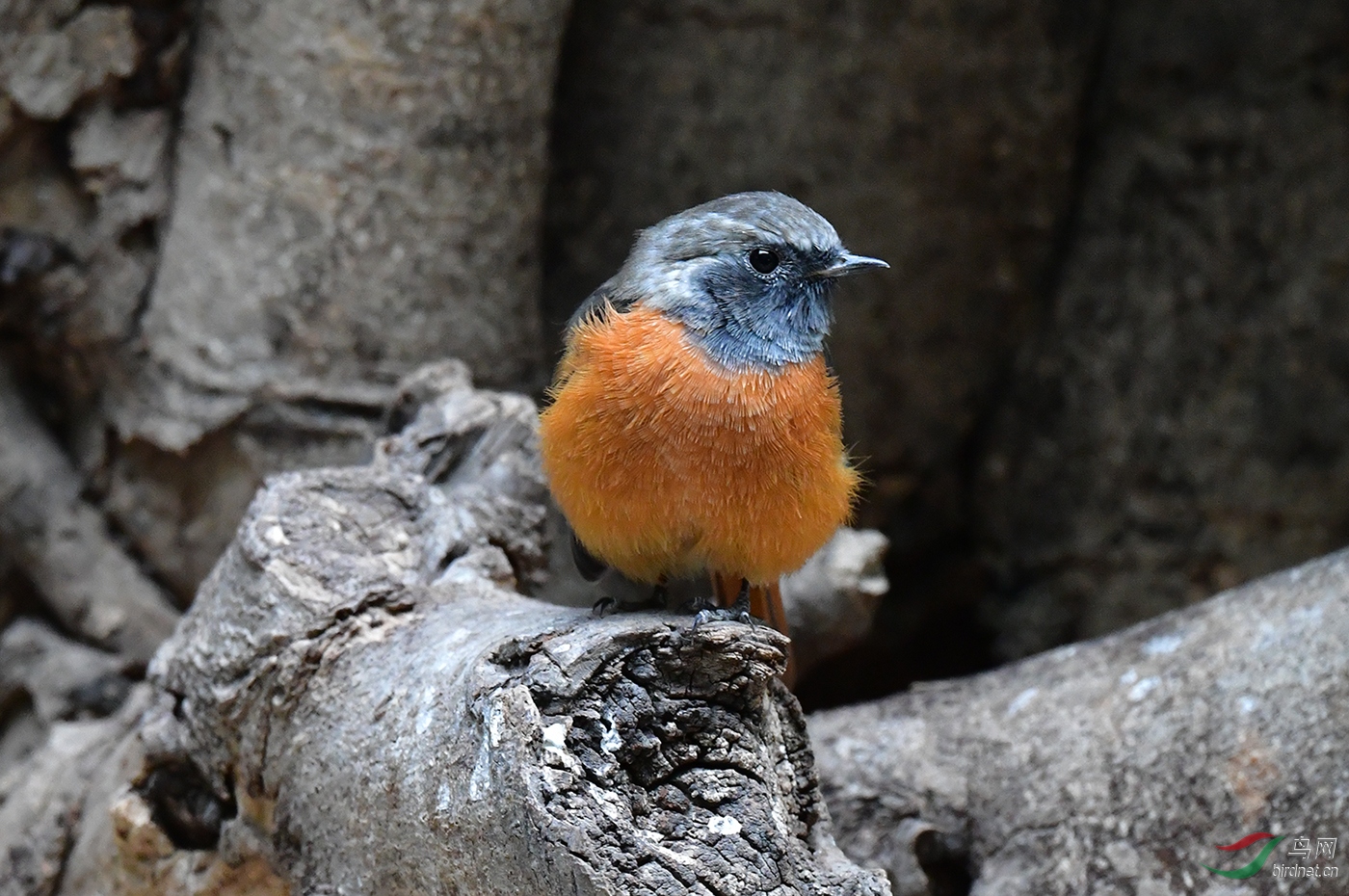 DSC_0978.jpg