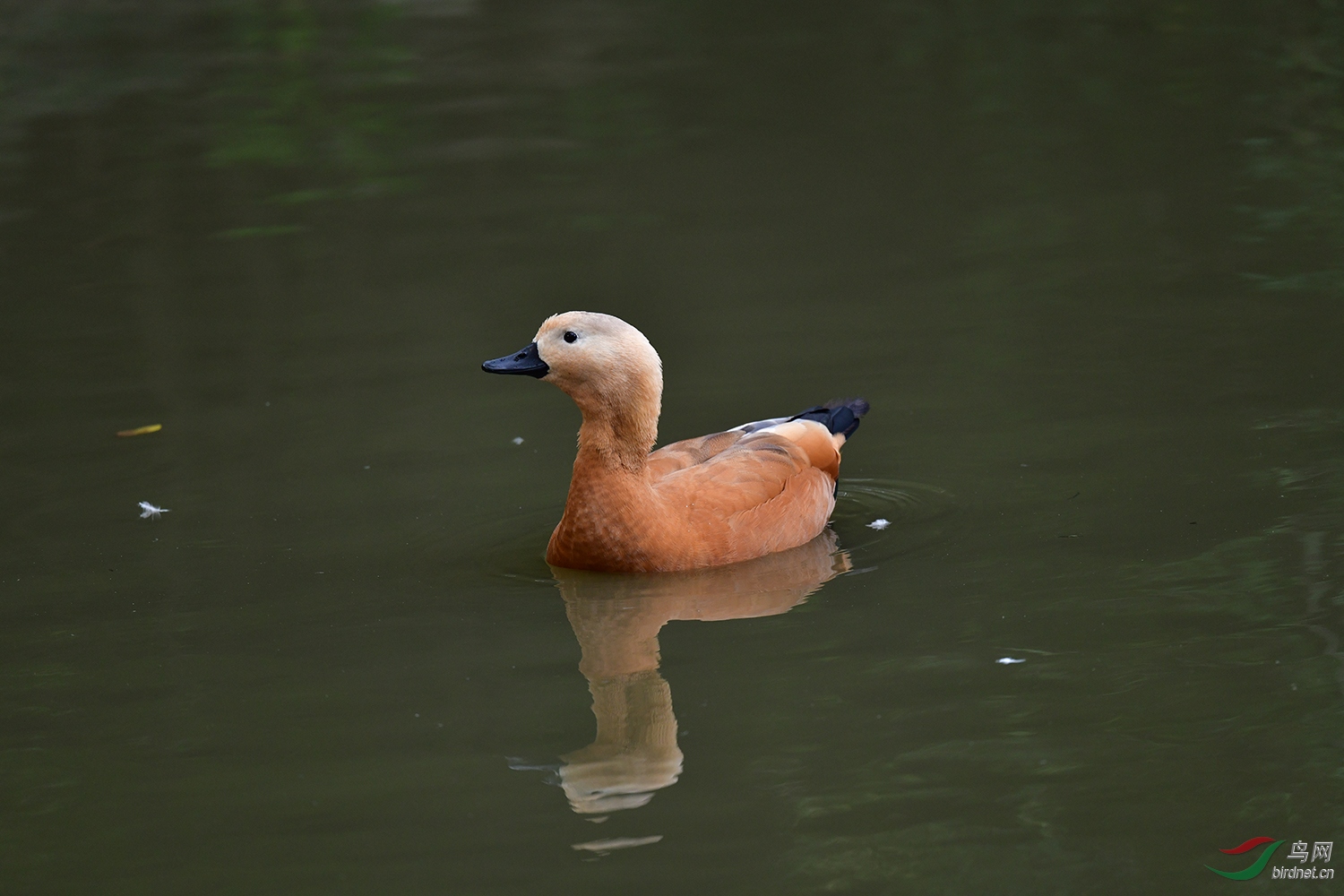 DSC_0497.jpg