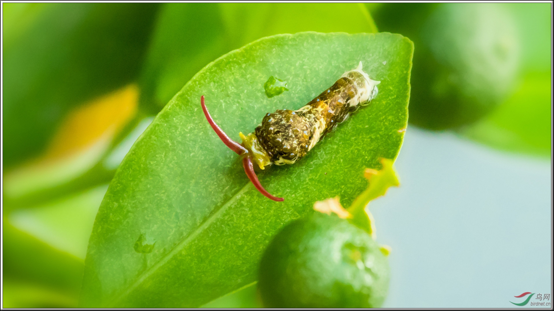 柑橘树上的蝴蝶宝宝