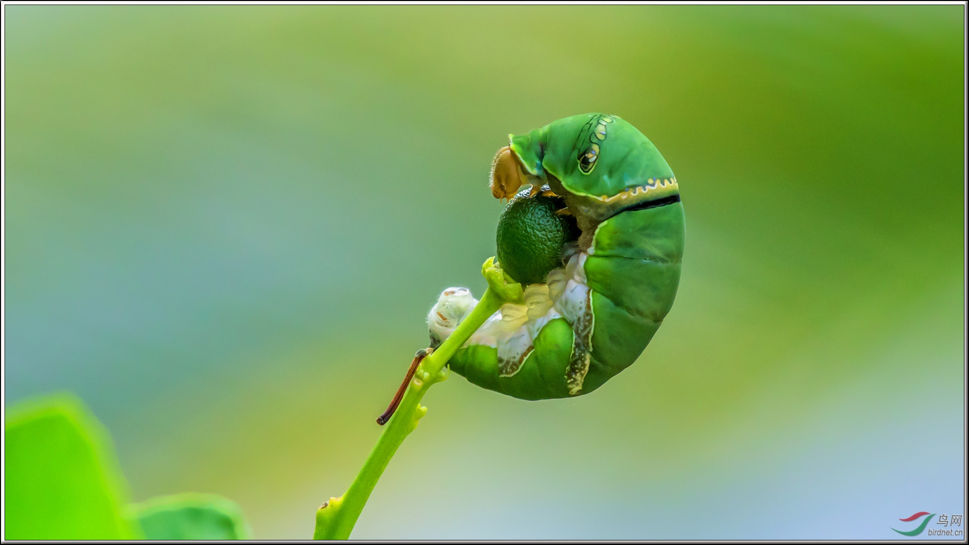 柑橘树上的蝴蝶宝宝