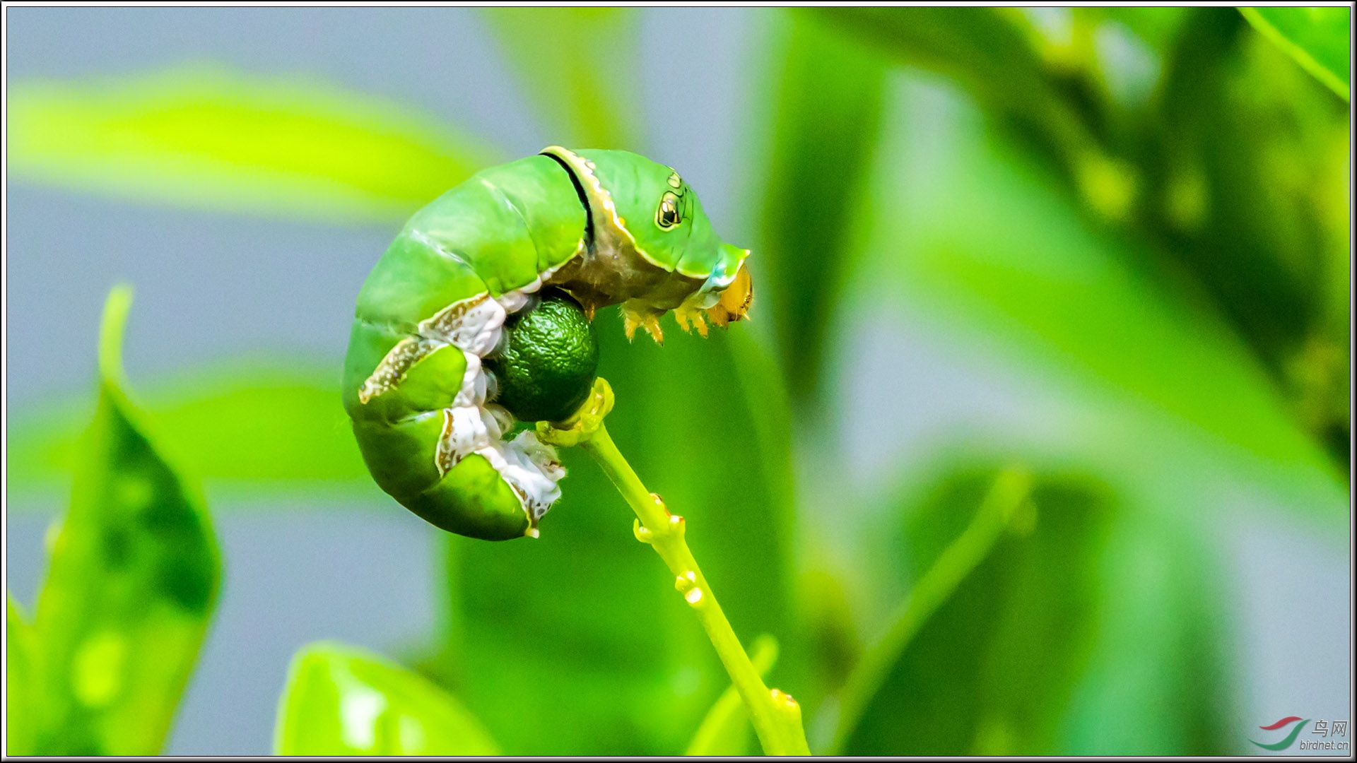 柑橘树上的蝴蝶宝宝