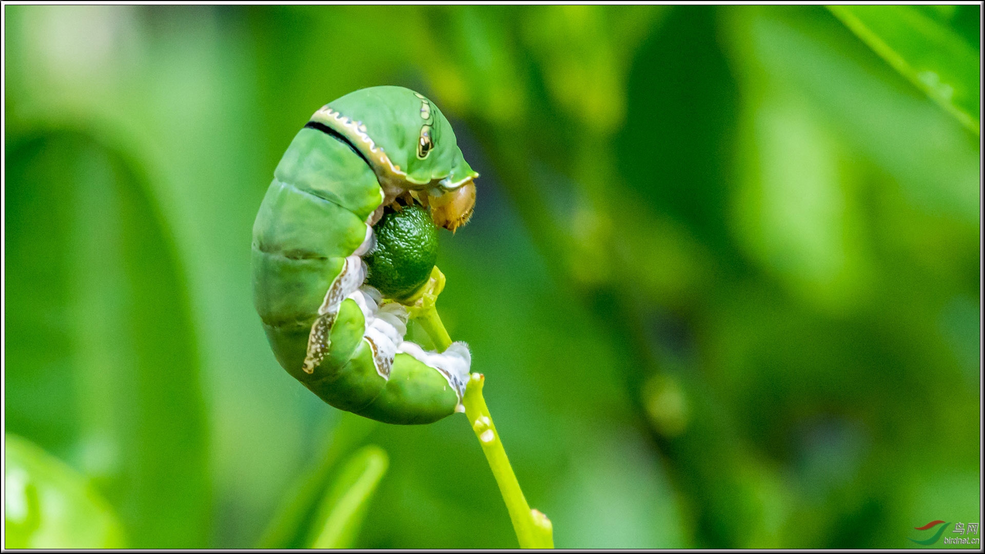 柑橘树上的蝴蝶宝宝