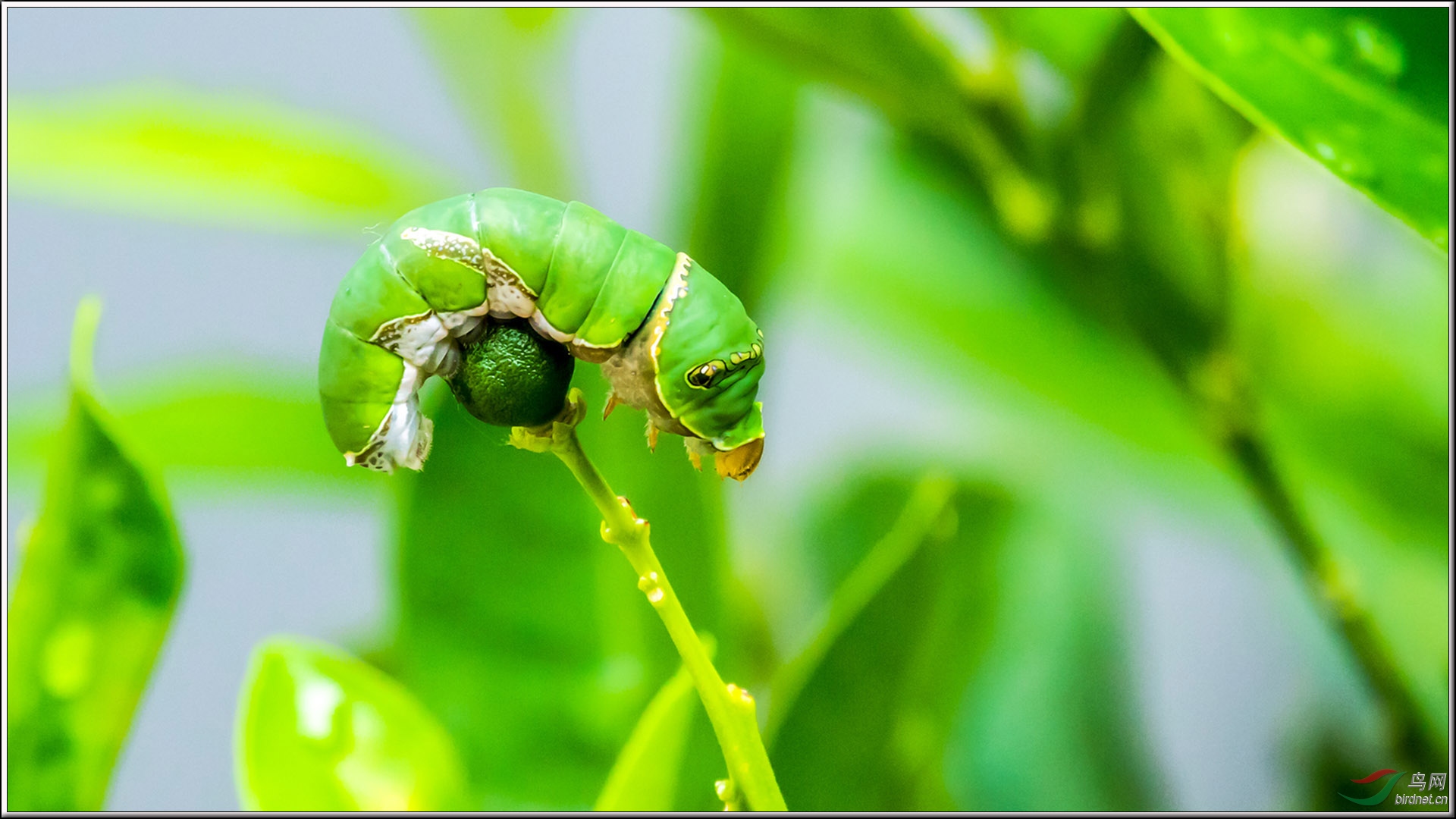柑橘树上的蝴蝶宝宝