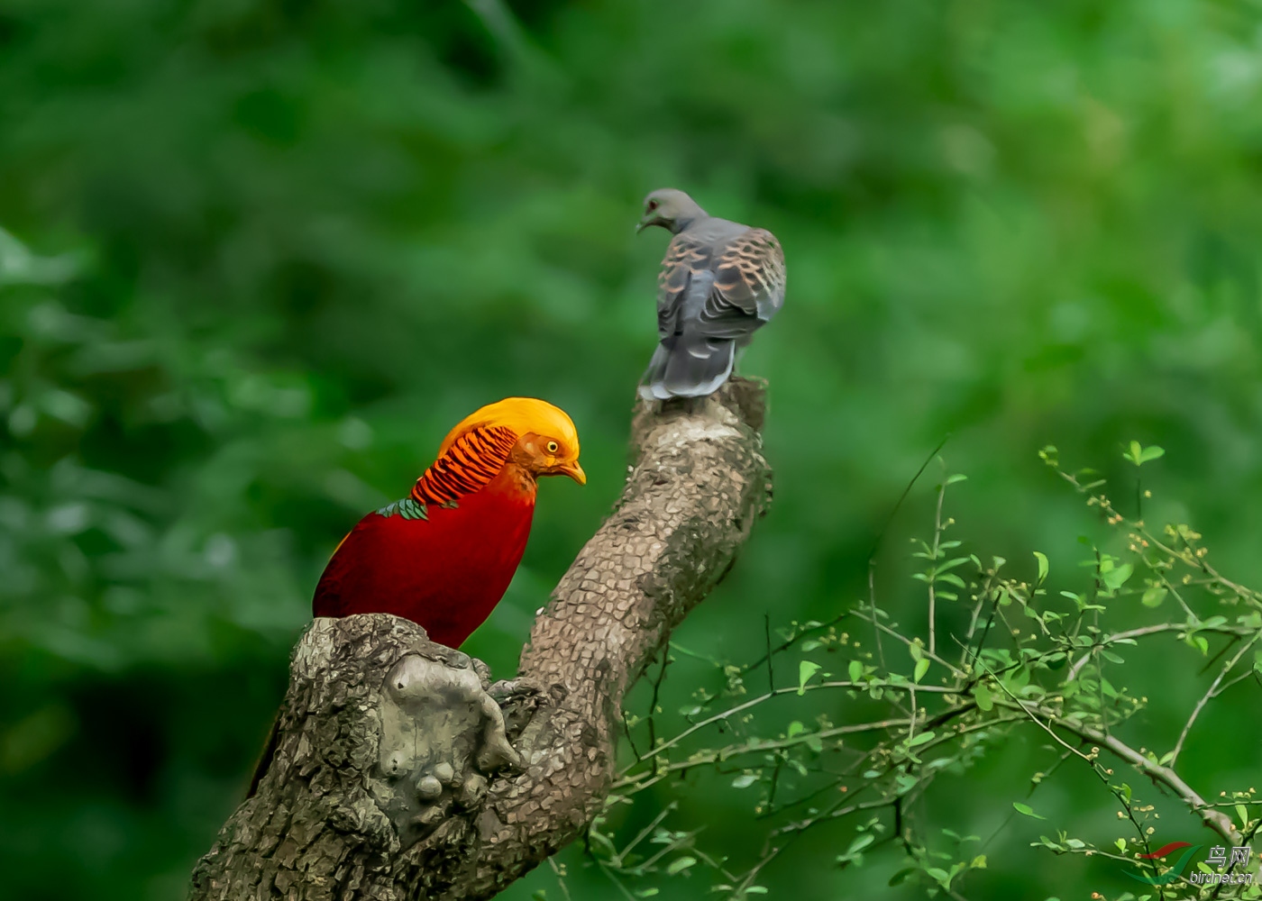 小斑鸠敢抢我的地盘