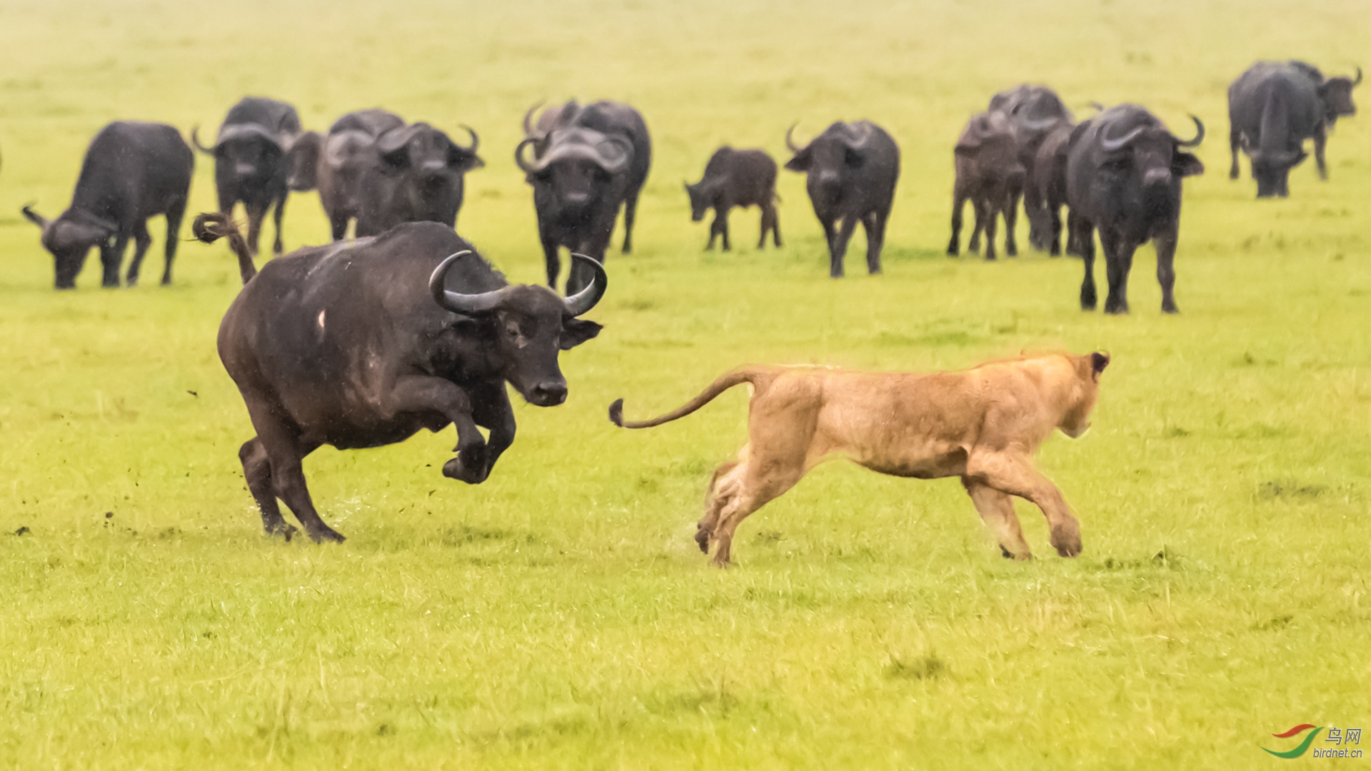 马赛马拉4103野牛攻击狮子.jpg