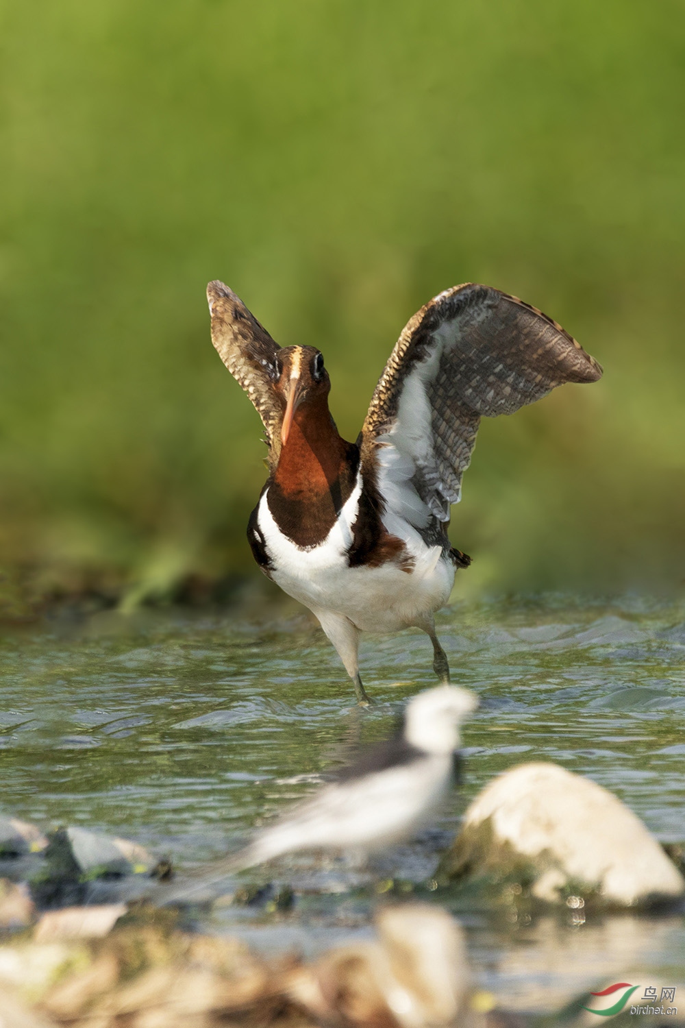 漓江河汊的彩鹬