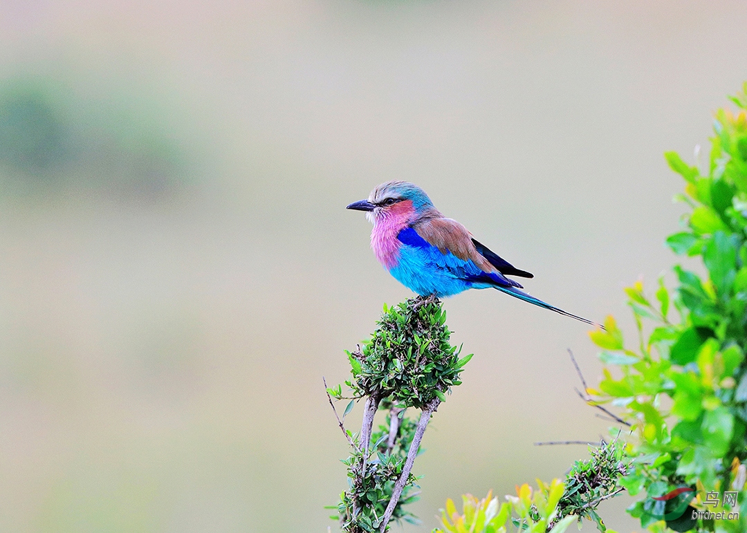艳丽小鸟(紫胸佛法僧)(贺获鸟类精华)