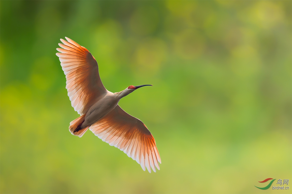 展翅飞翔(祝贺荣获首页鸟类精华)