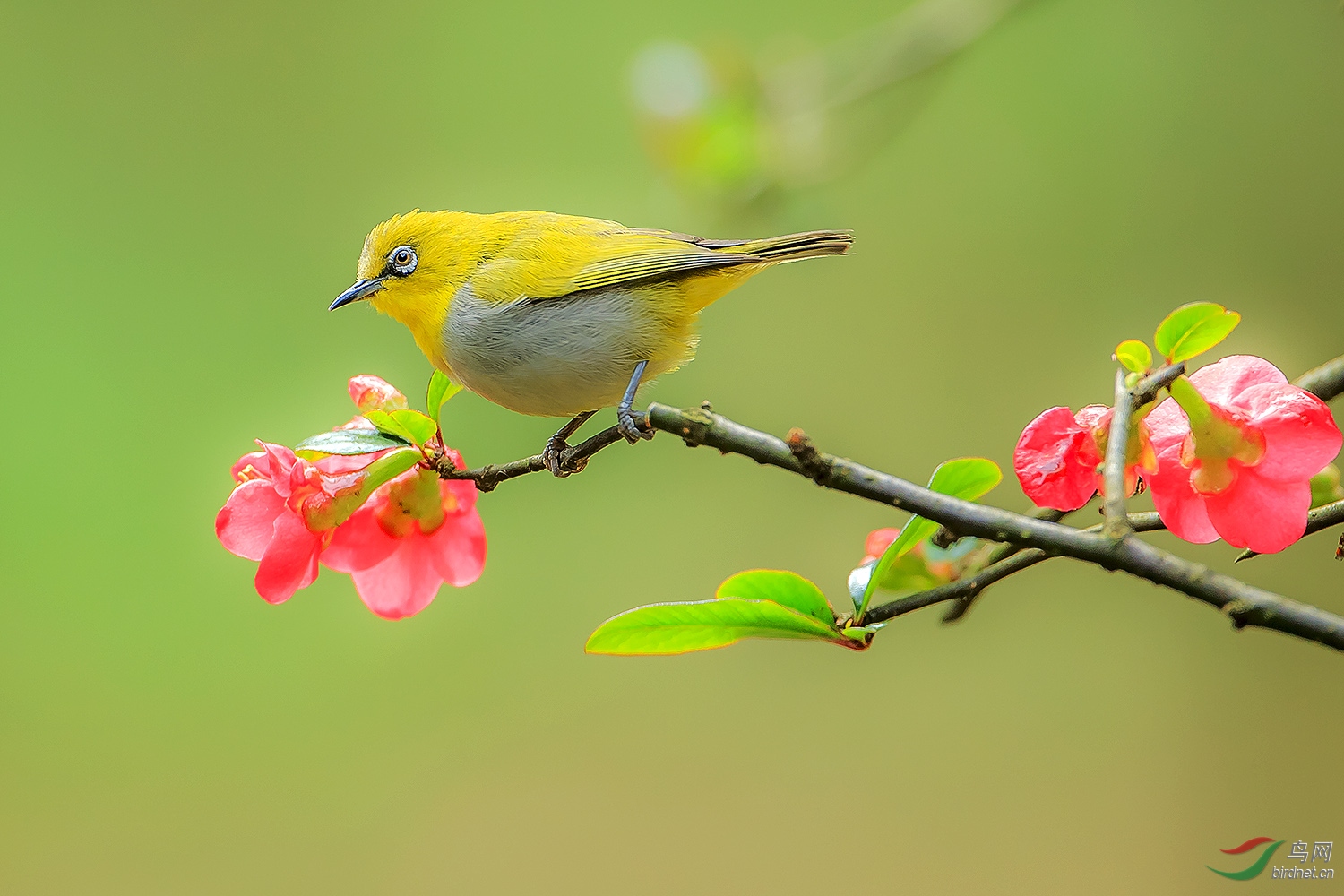 枝头一枝花,花伴一只鸟(恭喜荣获首页精华)