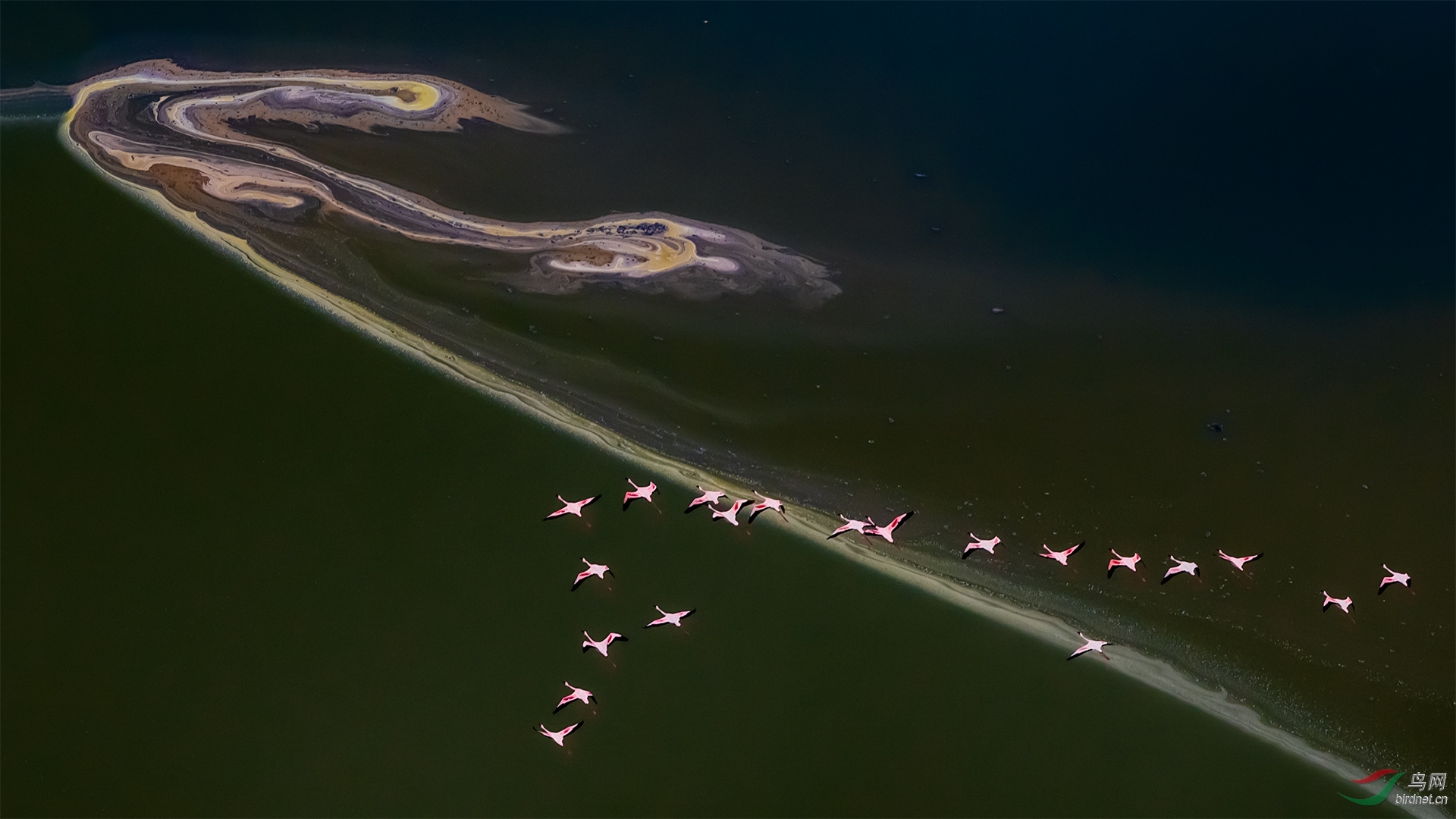 马加迪湖上的火烈鸟贺获首页精华