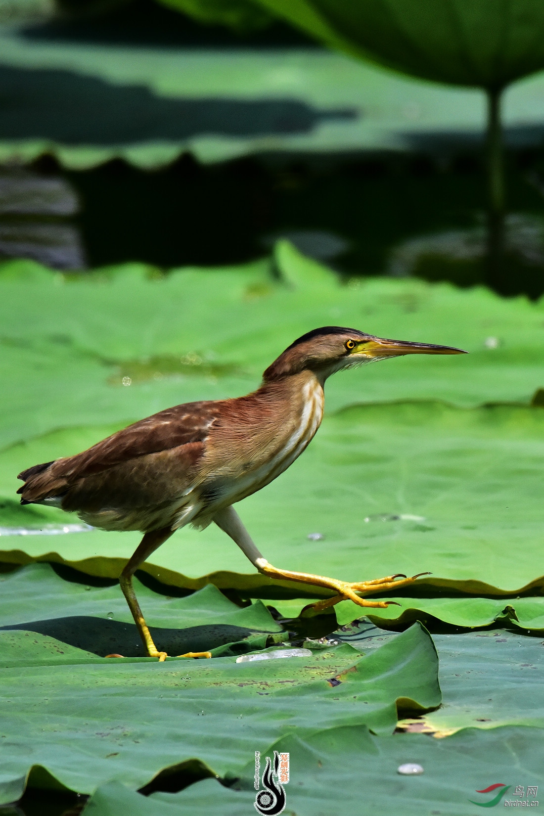 DSC_6878.JPG