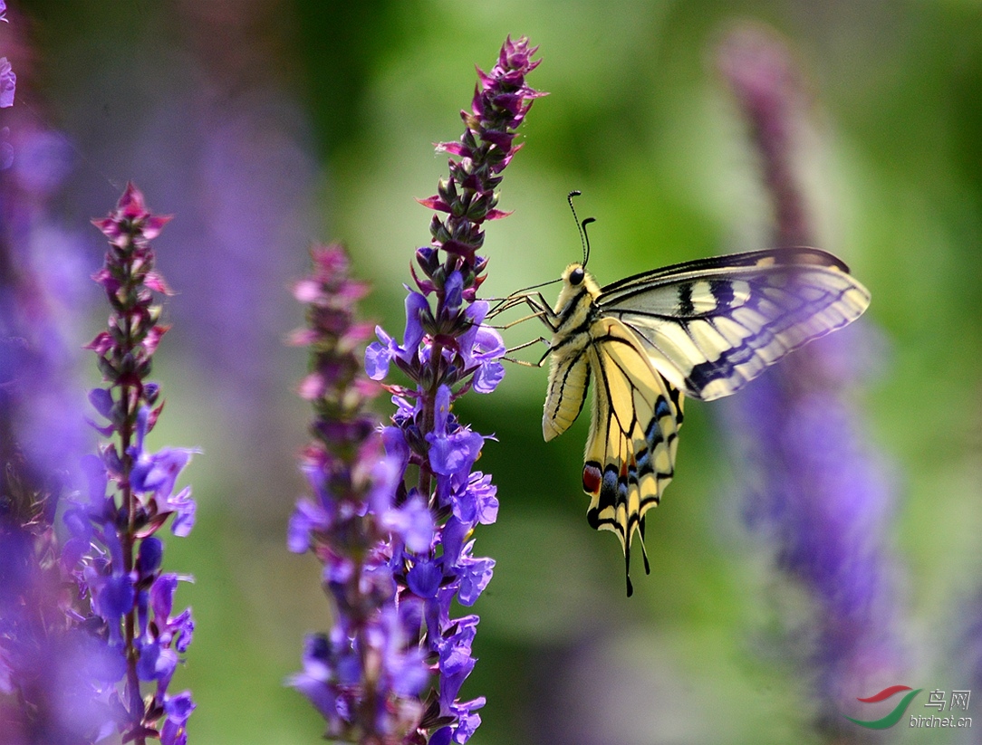 薰衣草中蝴蝶