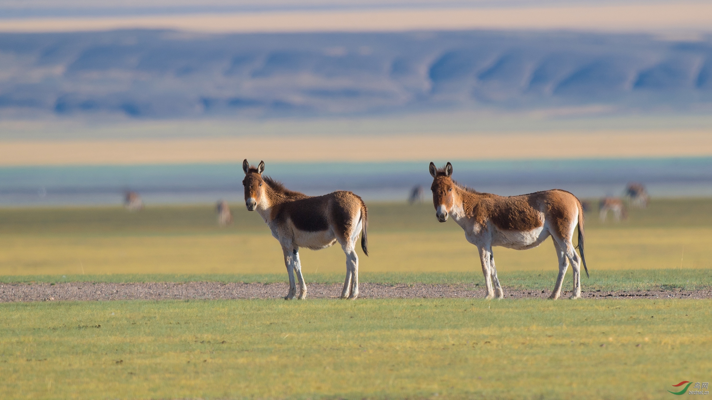 俩好---西藏野驴