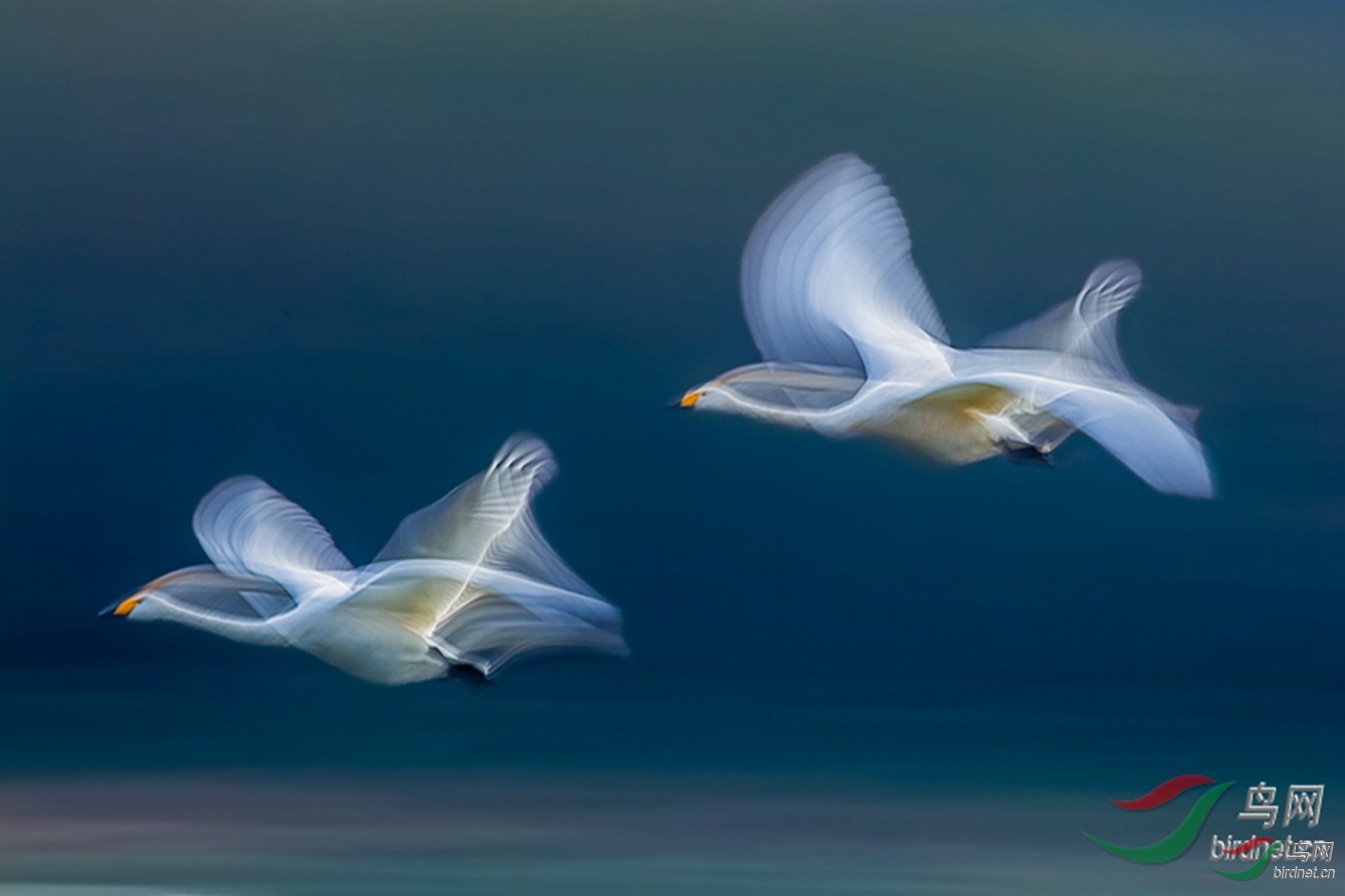 比翼双飞荣获鸟类每日精华