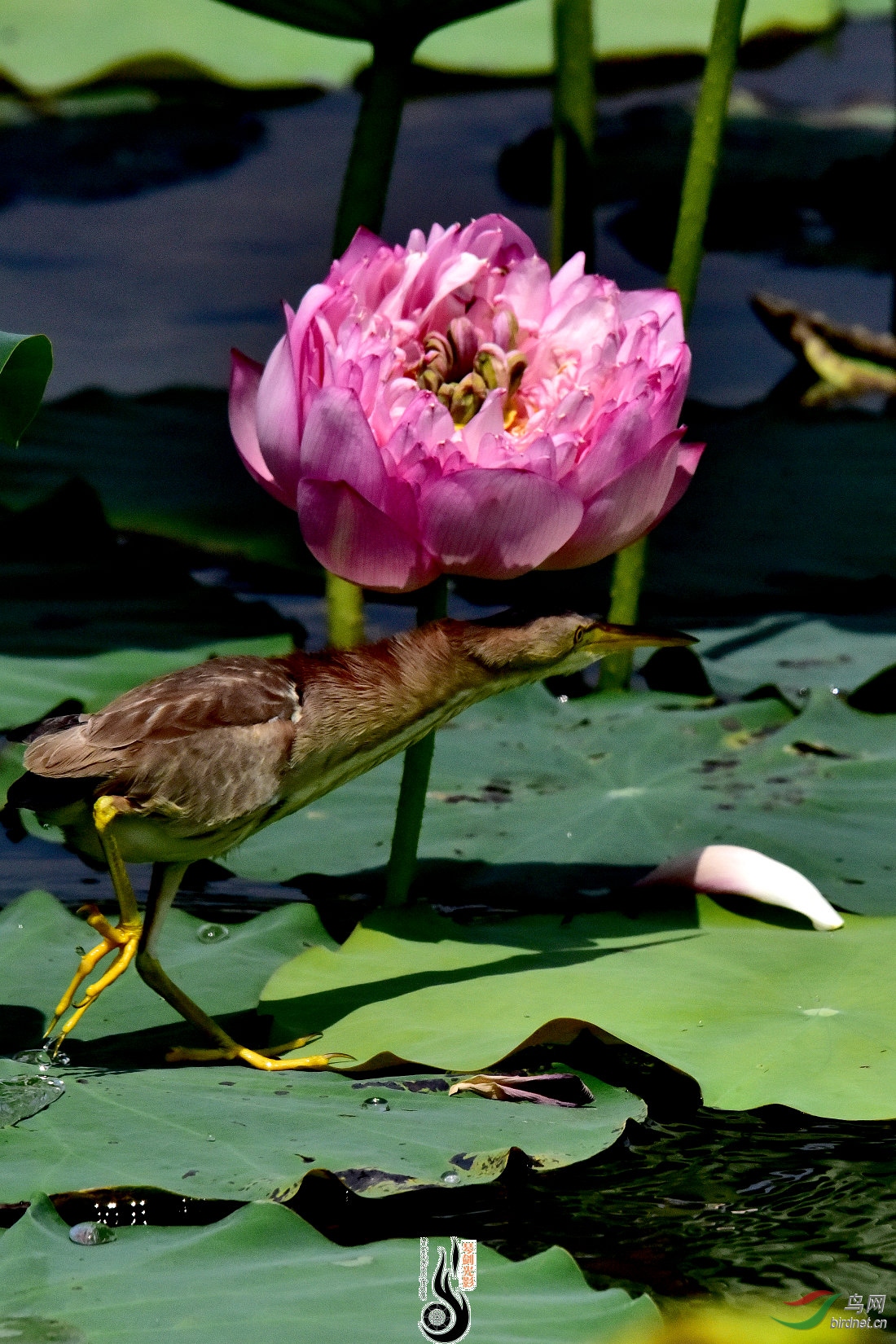 DSC_6900.JPG