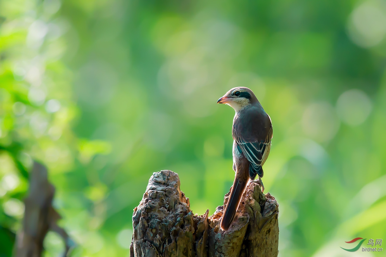 灰背长尾伯劳