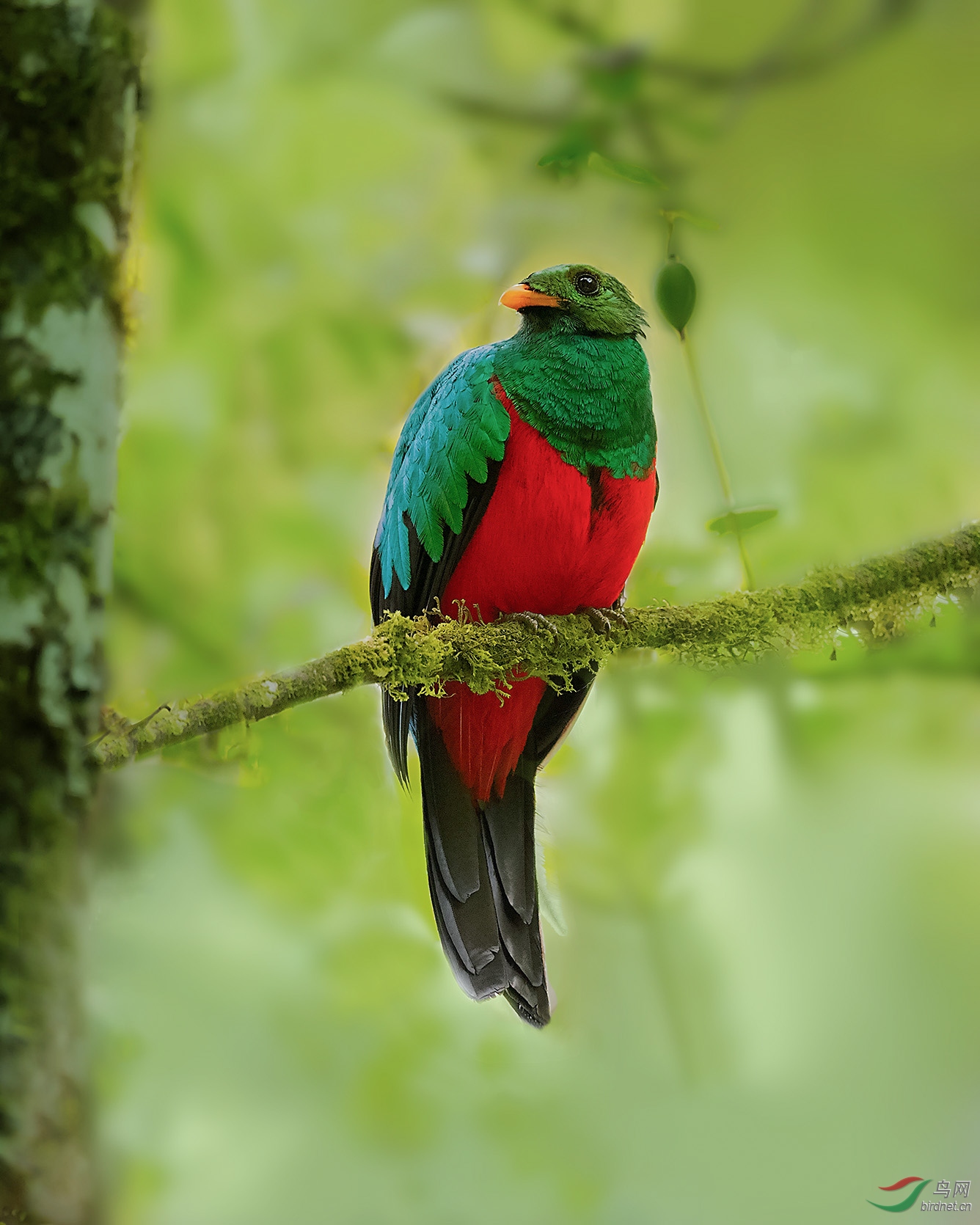 安第斯山的怡红快绿金头绿咬鹃荣获首页精华