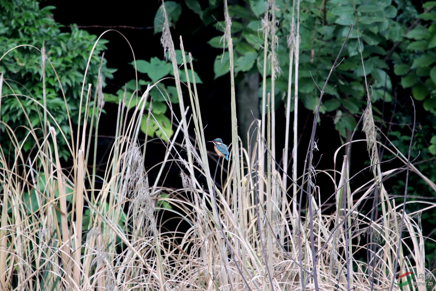 65�׸��������