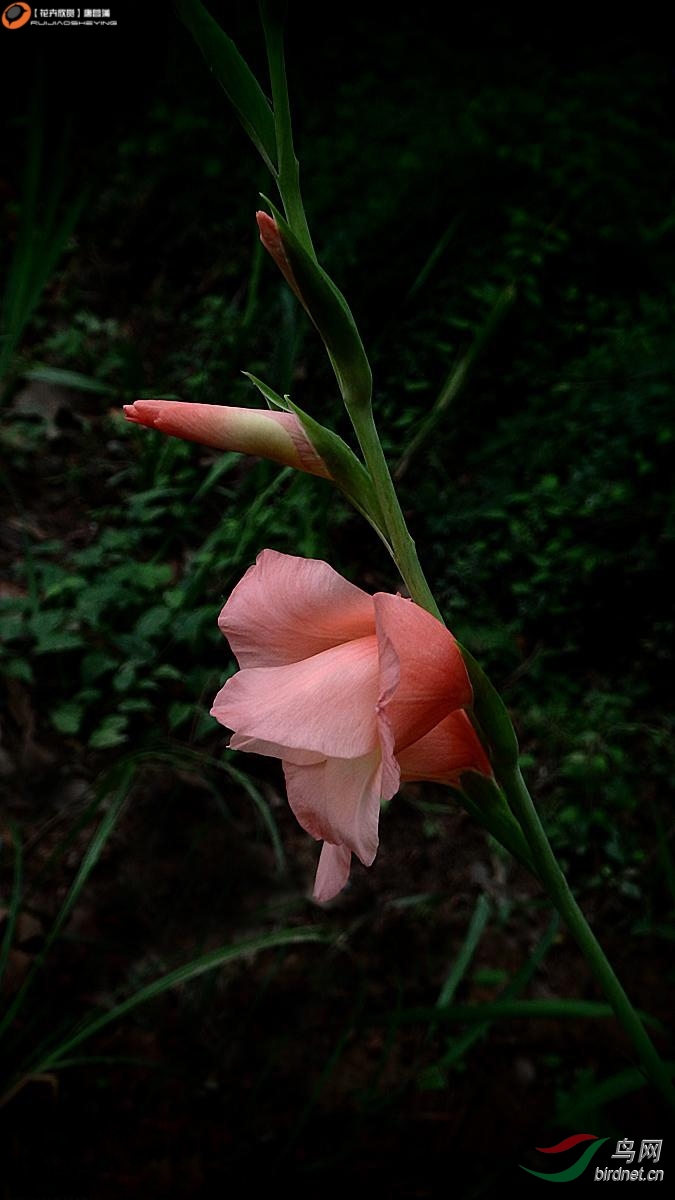 唐菖蒲株高图片