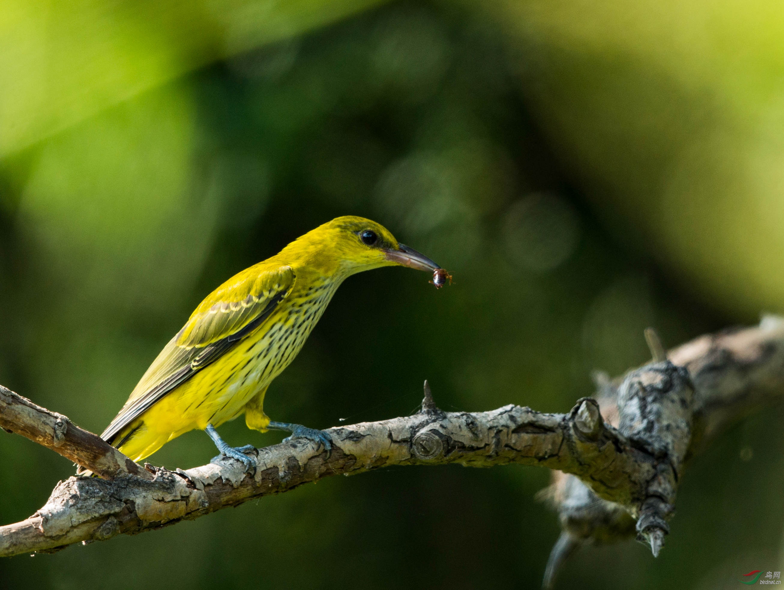 小黄鹂会觅食了 - 四川版 sichuan 鸟网
